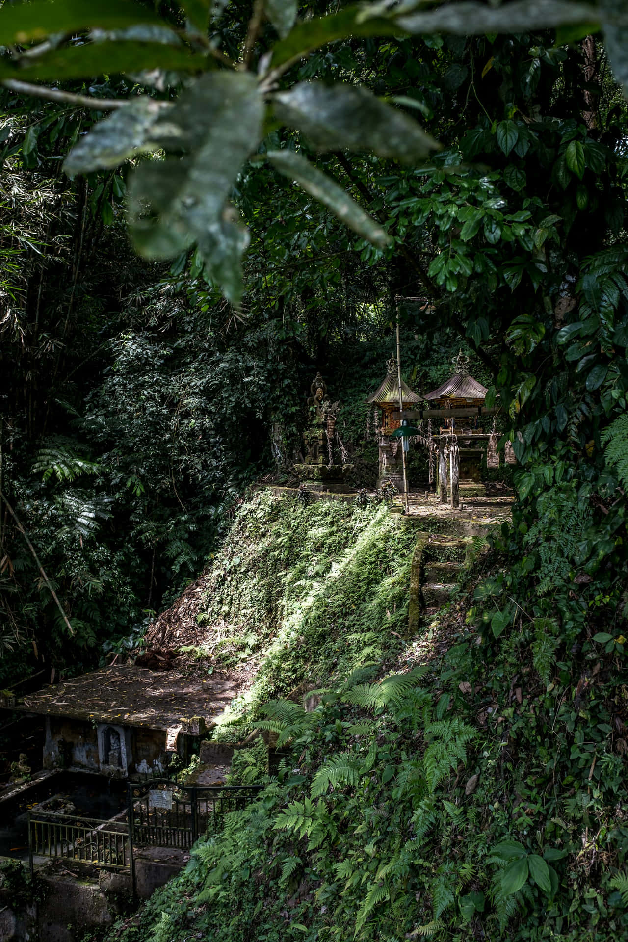  壁紙 — 古老石廟隱藏在茂密的叢林樹葉中，長滿青苔的台階，斑駁的陽光透過樹葉灑落。