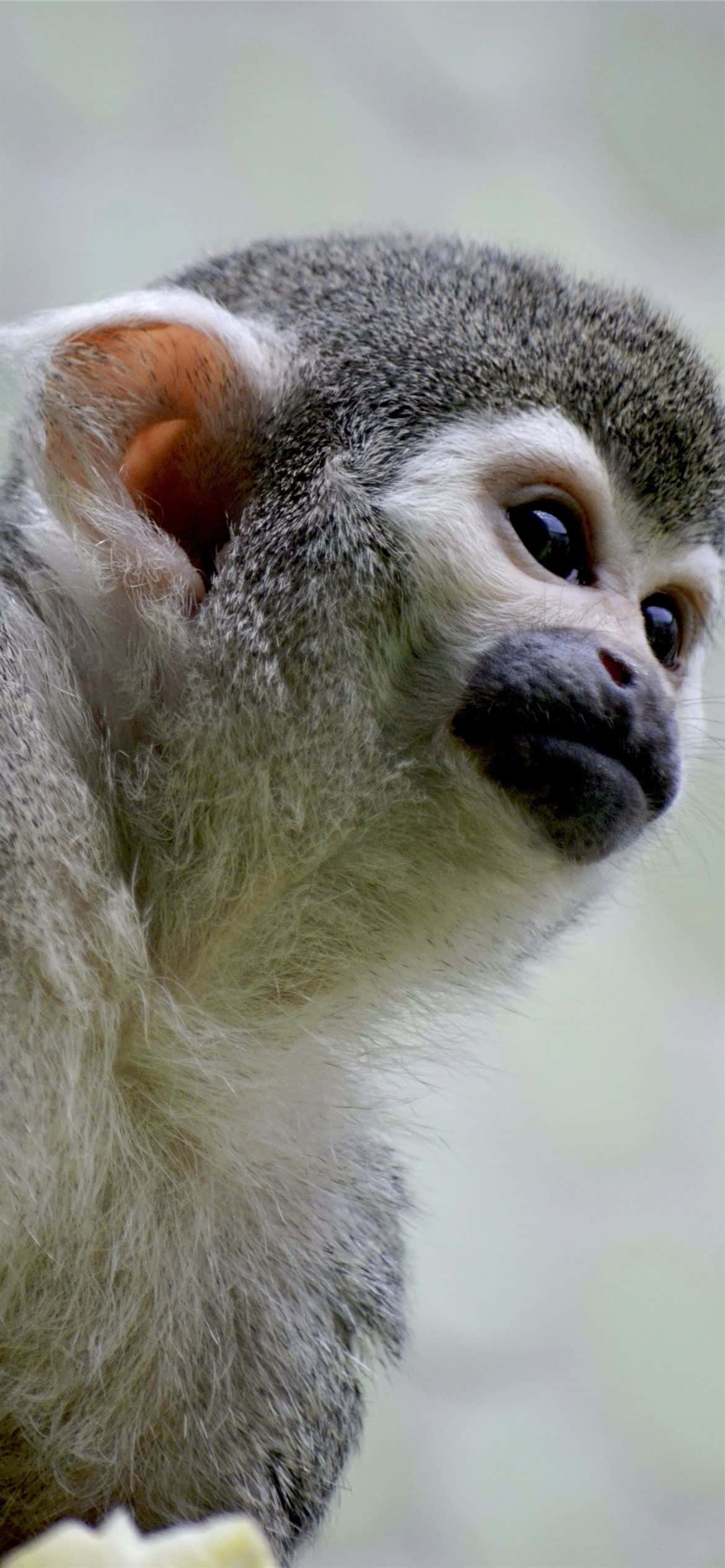 Android Gibbon 出現在紫色背景上 壁紙 — 一隻灰毛黑眼的松鼠猴特寫，在柔和模糊的背景前若有所思地凝視。