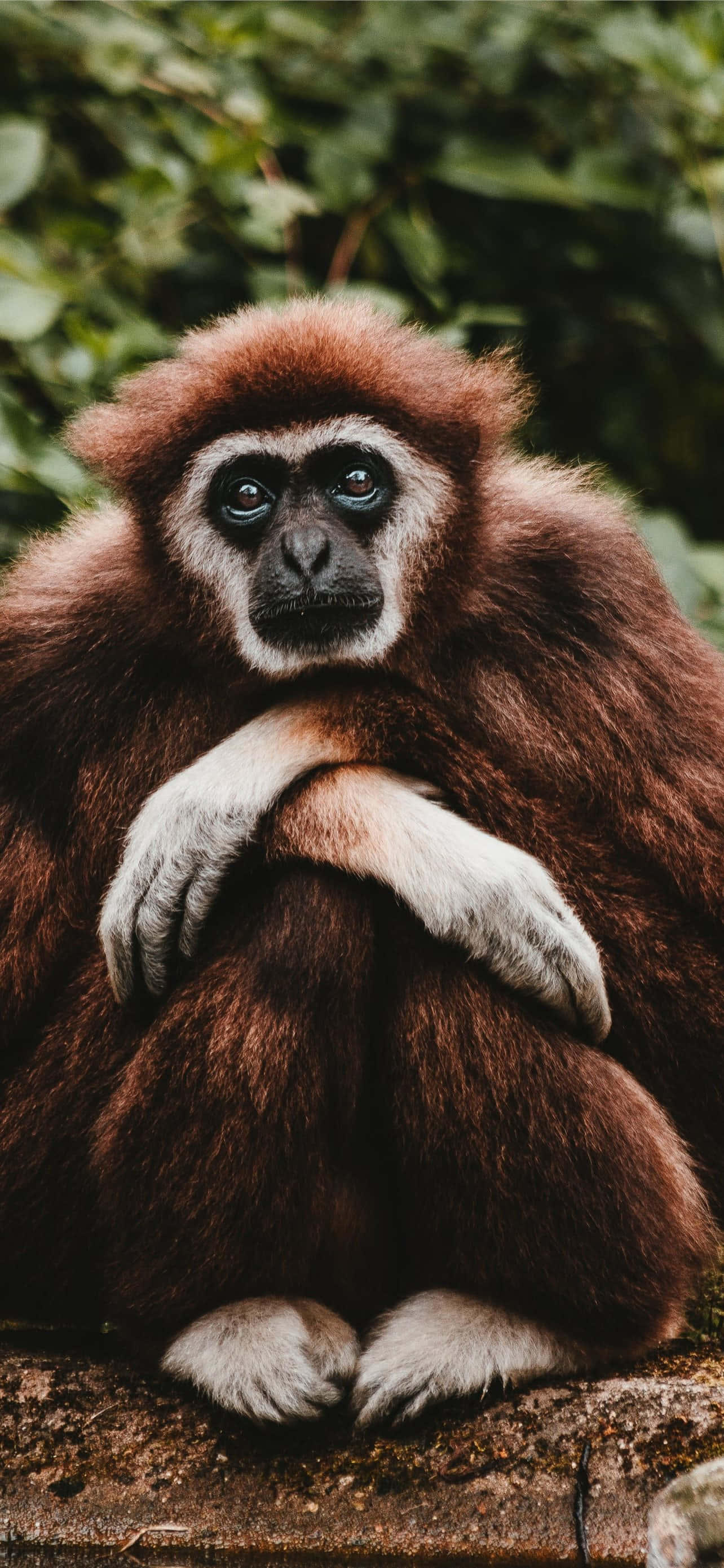 Android Gibbon 帶你邁向移動科技的未來 壁紙 — 一隻棕色毛髮、白色手掌的長臂猿，若有所思地坐在被綠色樹葉環繞的石頭上，特寫鏡頭。