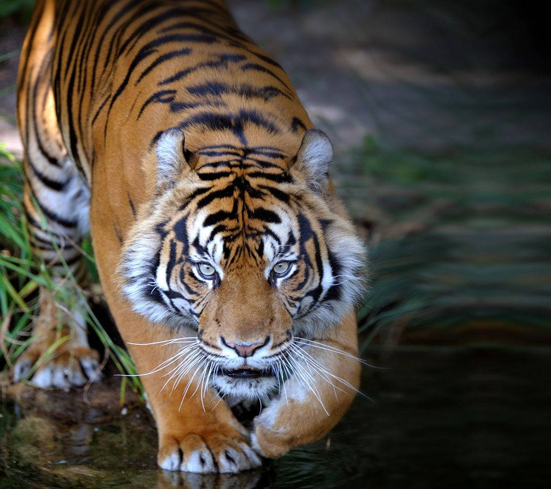 Animal Planet 獵食老虎 壁紙 — 一隻雄偉的老虎，擁有橙色皮毛和黑色條紋，在淺水中大步前行，銳利的目光直視前方。