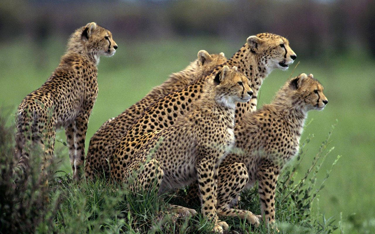Animal Planet 猎豹群 壁紙 — 四隻身上有斑點嘅獵豹喺柔軟日光下企喺高綠色草叢中保持警覺。