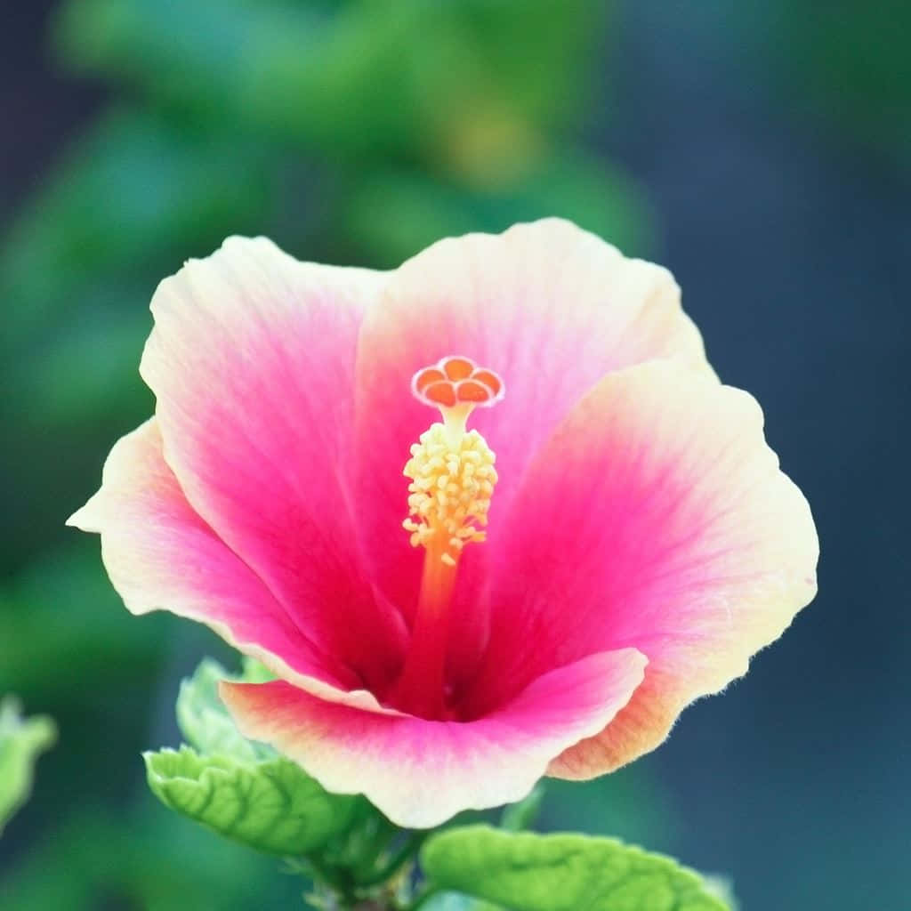 向時尚多彩的Apple iPad問好 壁紙 — 一朵鮮豔的粉紅色木槿花，黃色花心，在柔和的綠色模糊背景中盛開。