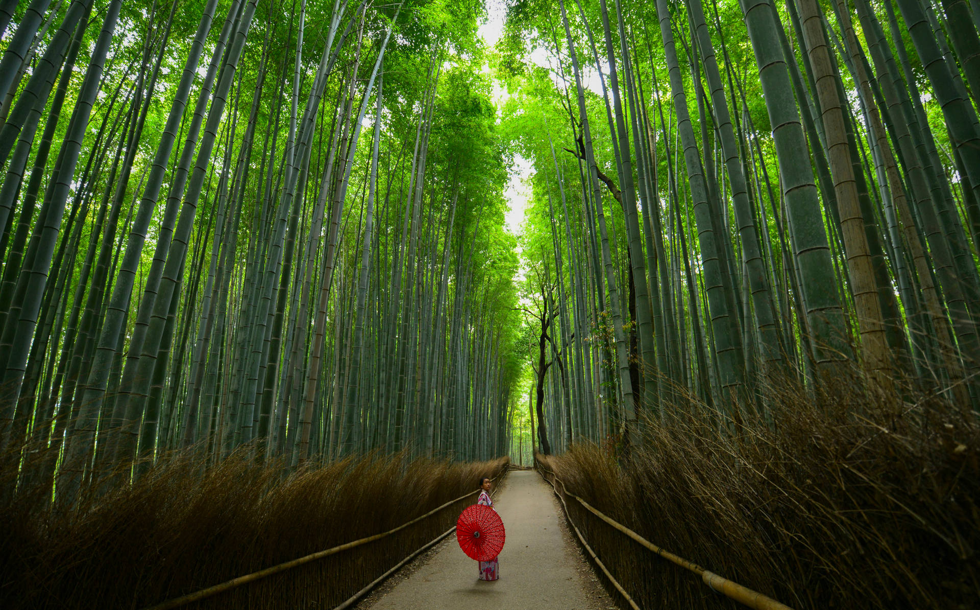 京都嵐山竹林壁紙