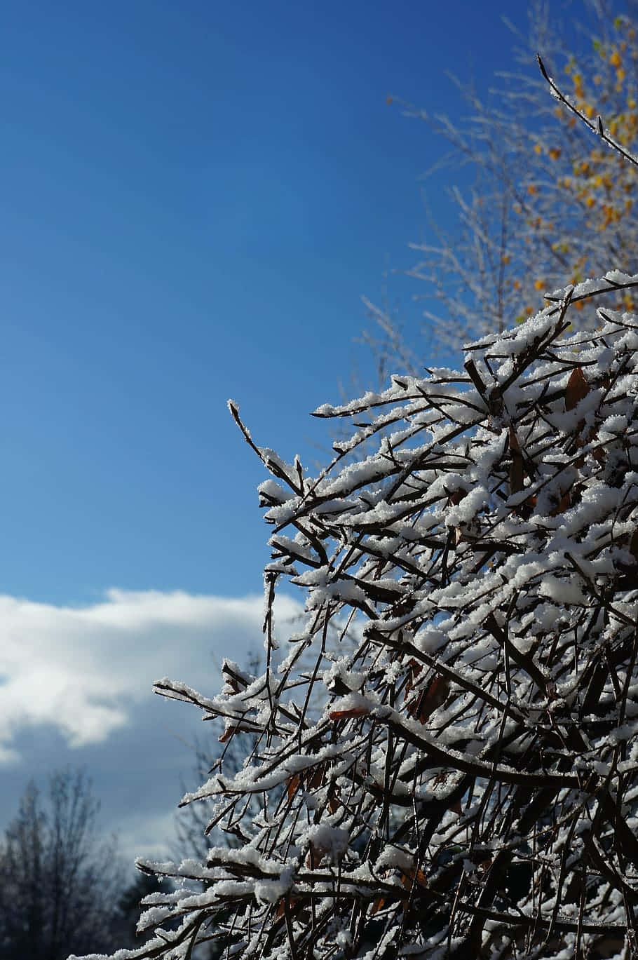  壁紙 — 白雪輕輕覆蓋在光禿的樹枝上，映襯著清澈的藍天和柔軟的白雲。