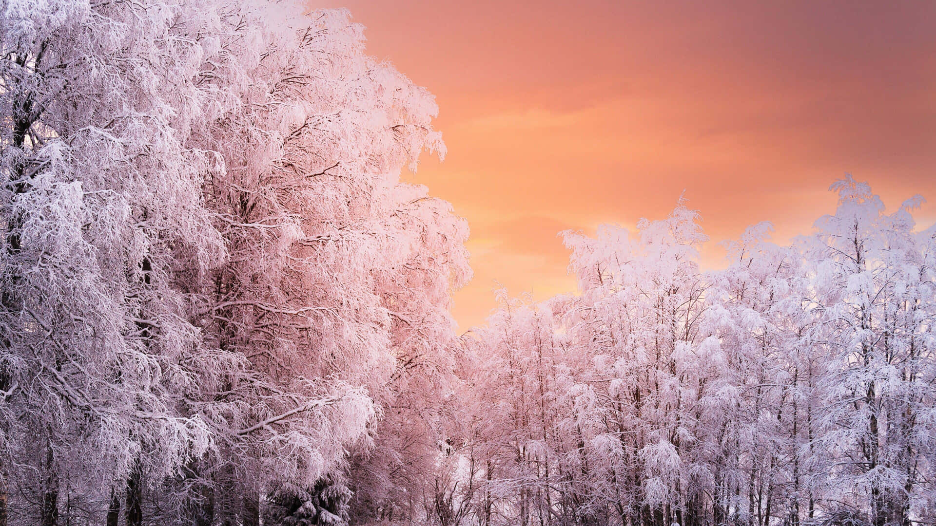  壁紙 — 白雪覆蓋的樹木在寧靜的冬季森林中，在火紅的日落天空下閃耀著粉紅色的光芒。