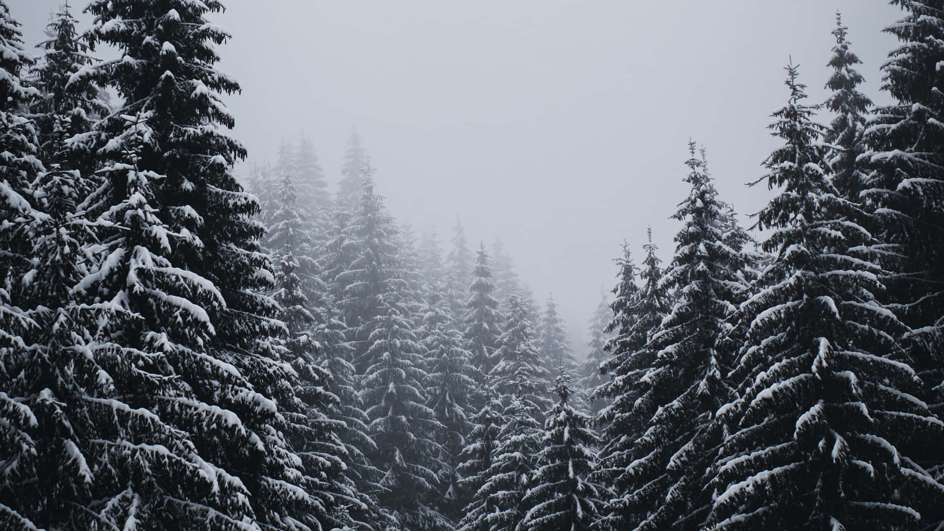 壁紙 — 白雪覆蓋的常綠樹在灰濛濛的天空下，聳立在霧氣瀰漫的冬季森林中。