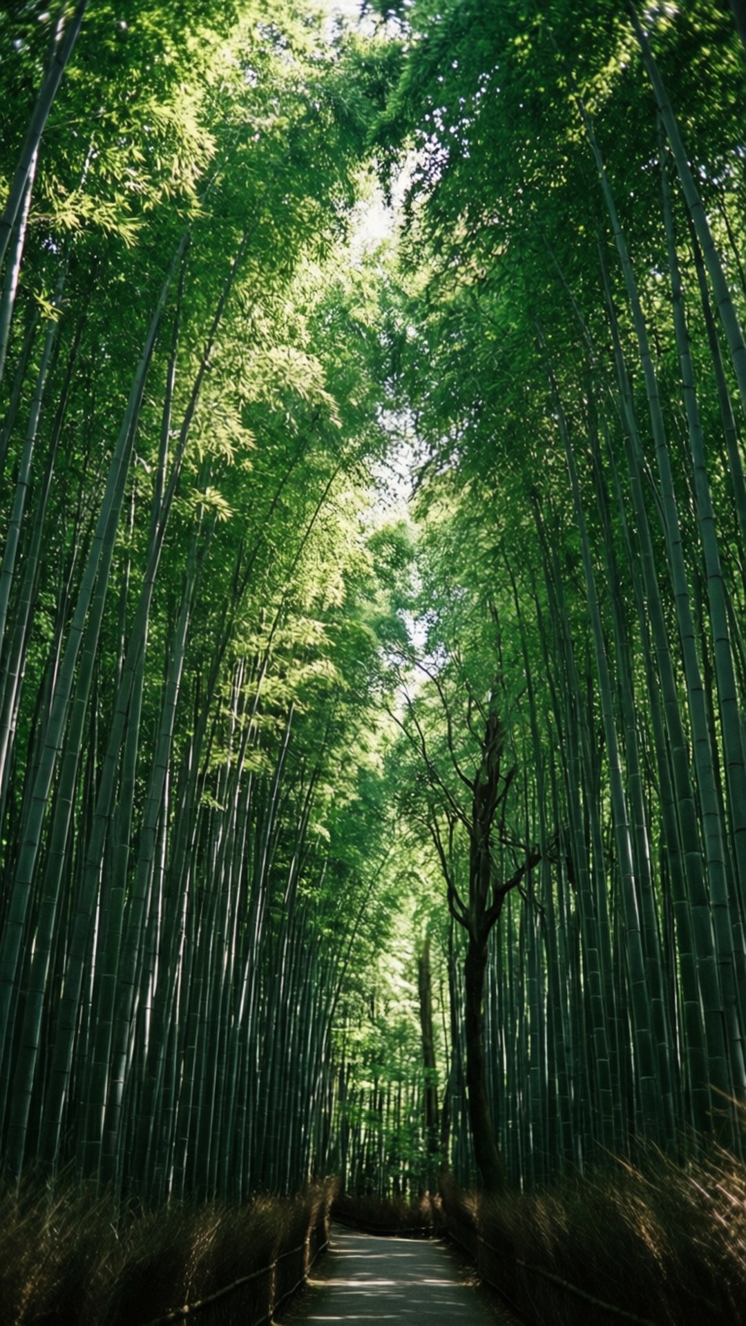 一條狹窄的木棧道蜿蜒穿過茂密的竹林，陽光透過綠色樹冠灑落。