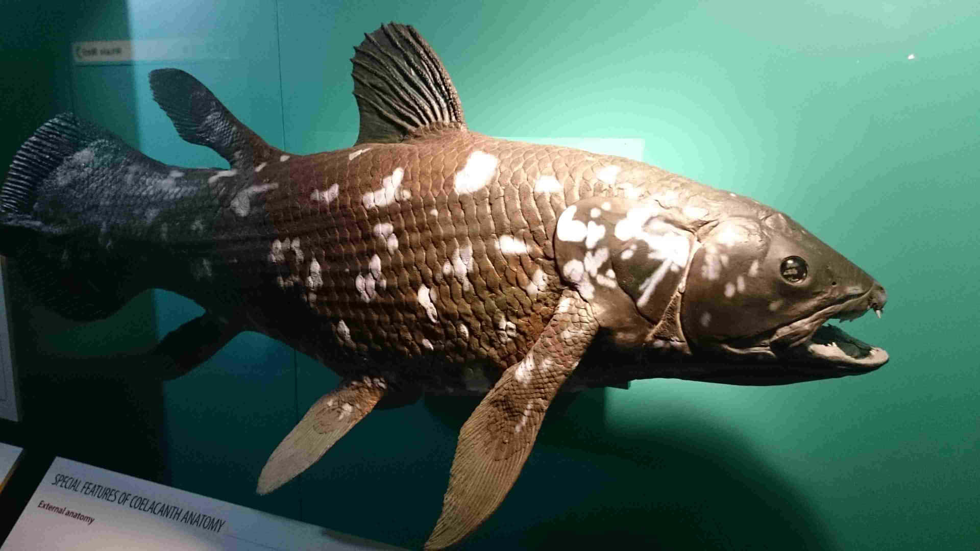  壁紙 — 一個保存的腔棘魚標本，帶有斑點棕色鱗片和張開的嘴巴，在博物館展覽中展示，背景為青綠色。