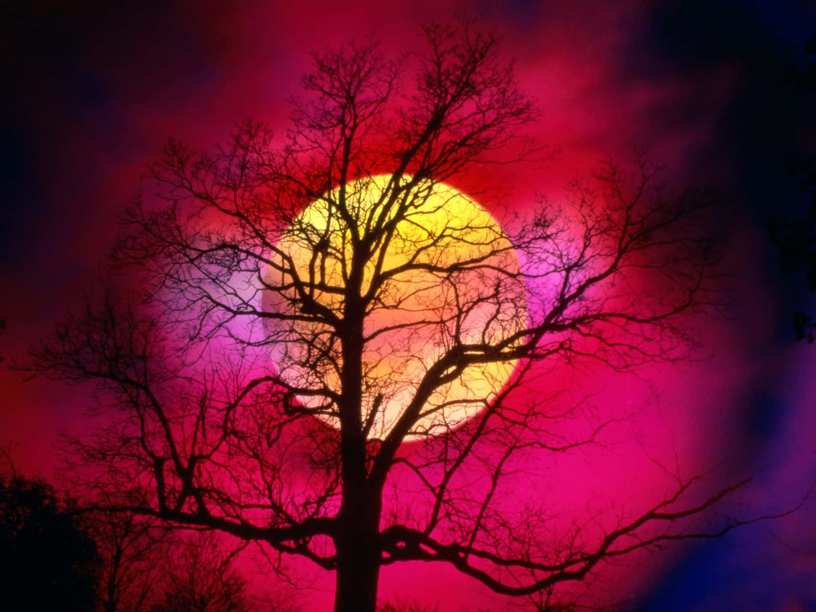 Sunset Hues 桌布 壁紙 — 一棵光禿禿的樹的剪影，映襯著充滿活力的日落天空，散發著洋紅色和黃色的色調。