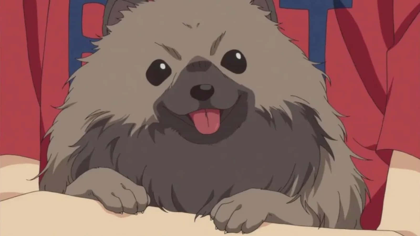 「Be ruff!」 壁紙 — 一隻毛茸茸的灰色動漫狗，大眼睛，開心地伸出舌頭，從紅色窗簾後面探出頭來。