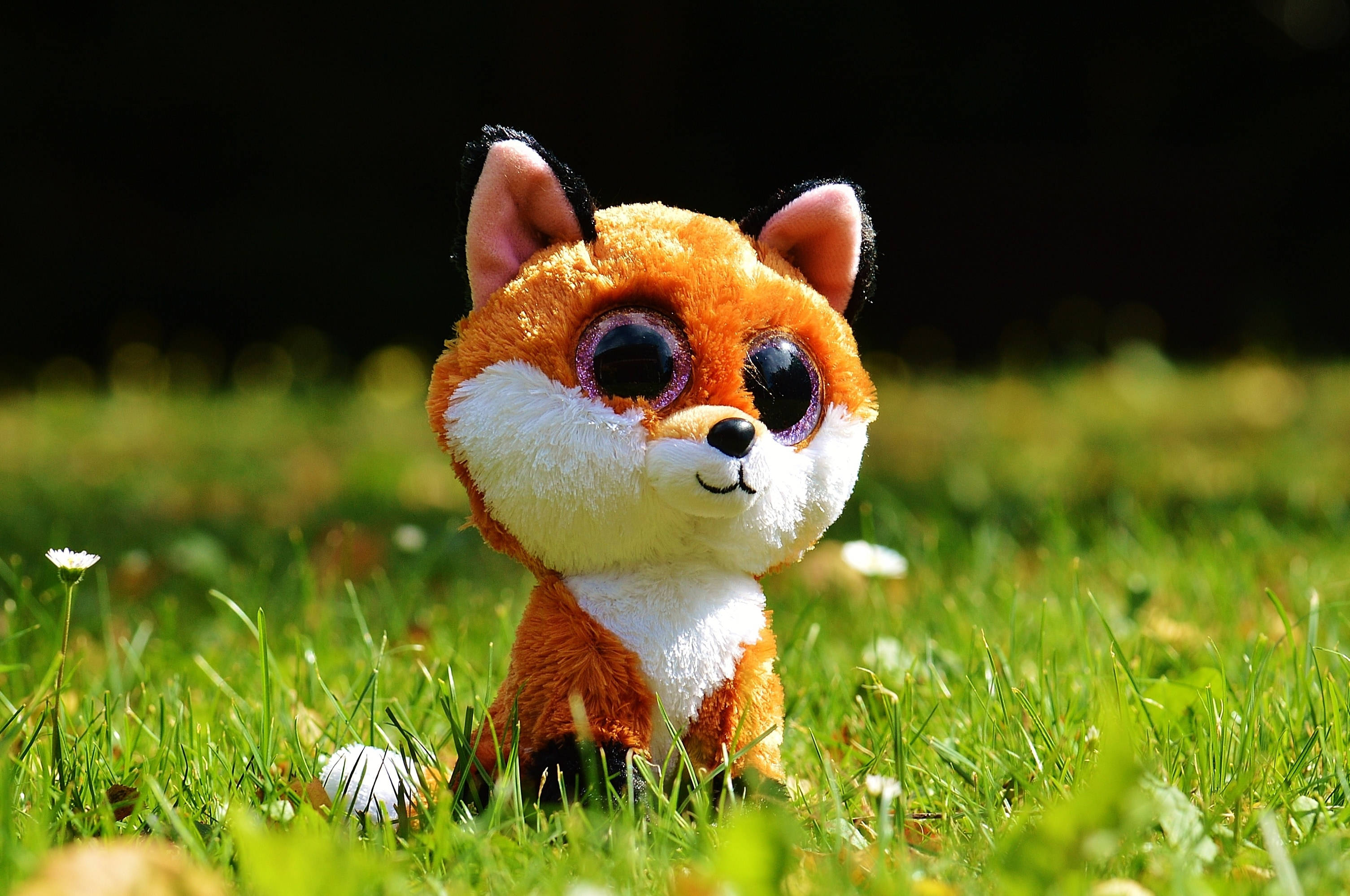Beanie Boos棕狐狸草地照 壁紙 — 一隻大眼睛嘅毛絨狐狸玩具喺陽光下坐喺鮮綠色嘅草地上。