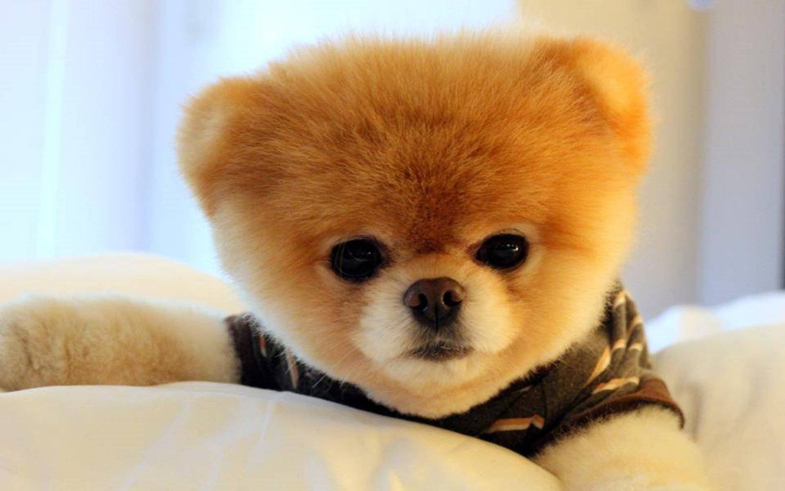 Beanie Boos模樣的博美犬 壁紙 — 一隻毛茸茸的橙色博美犬幼犬穿著圖案襯衫，在柔和的自然光下躺在白色床單上休息。