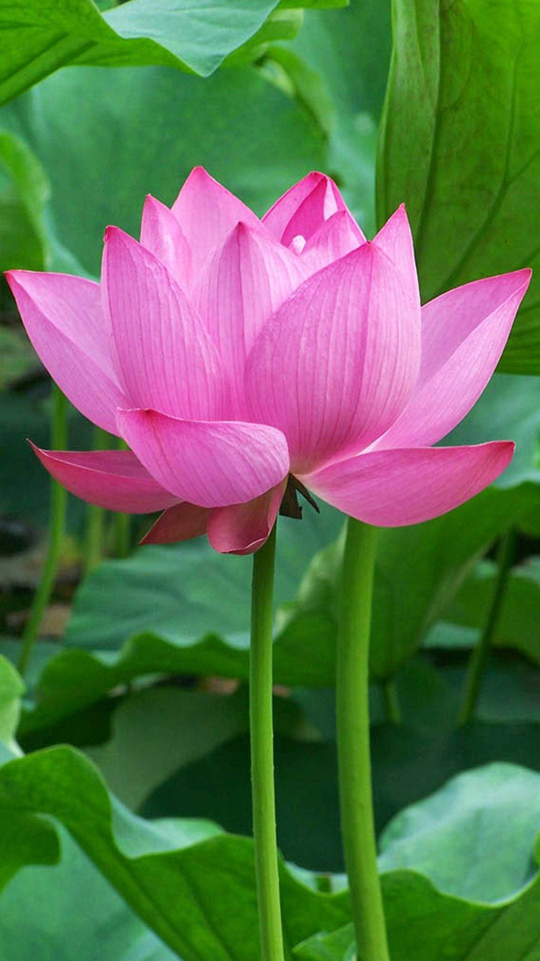 陽光下盛放的美麗蓮花