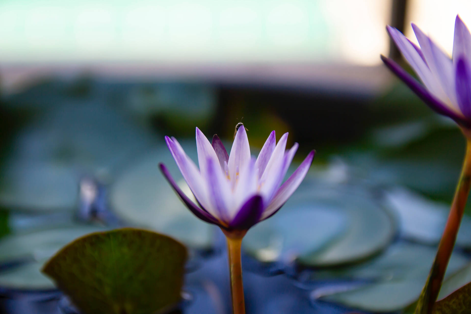 蜜蜂停在蓮花上
