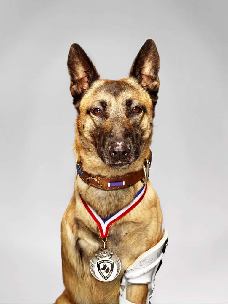  壁紙 — 一隻穿著制服、佩戴獎章和義肢的比利時馬林諾斯犬，在純灰色背景下嚴肅地凝視。