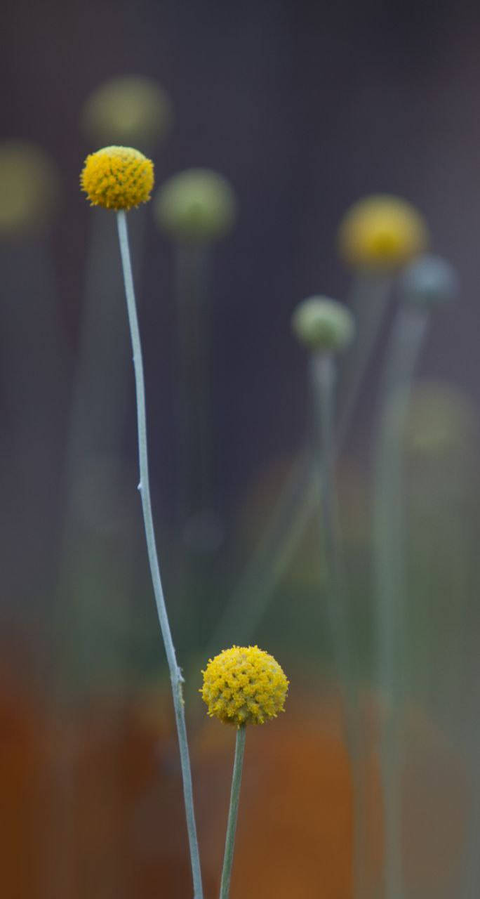 黃色球狀花朵，纖細莖幹，柔和焦點背景