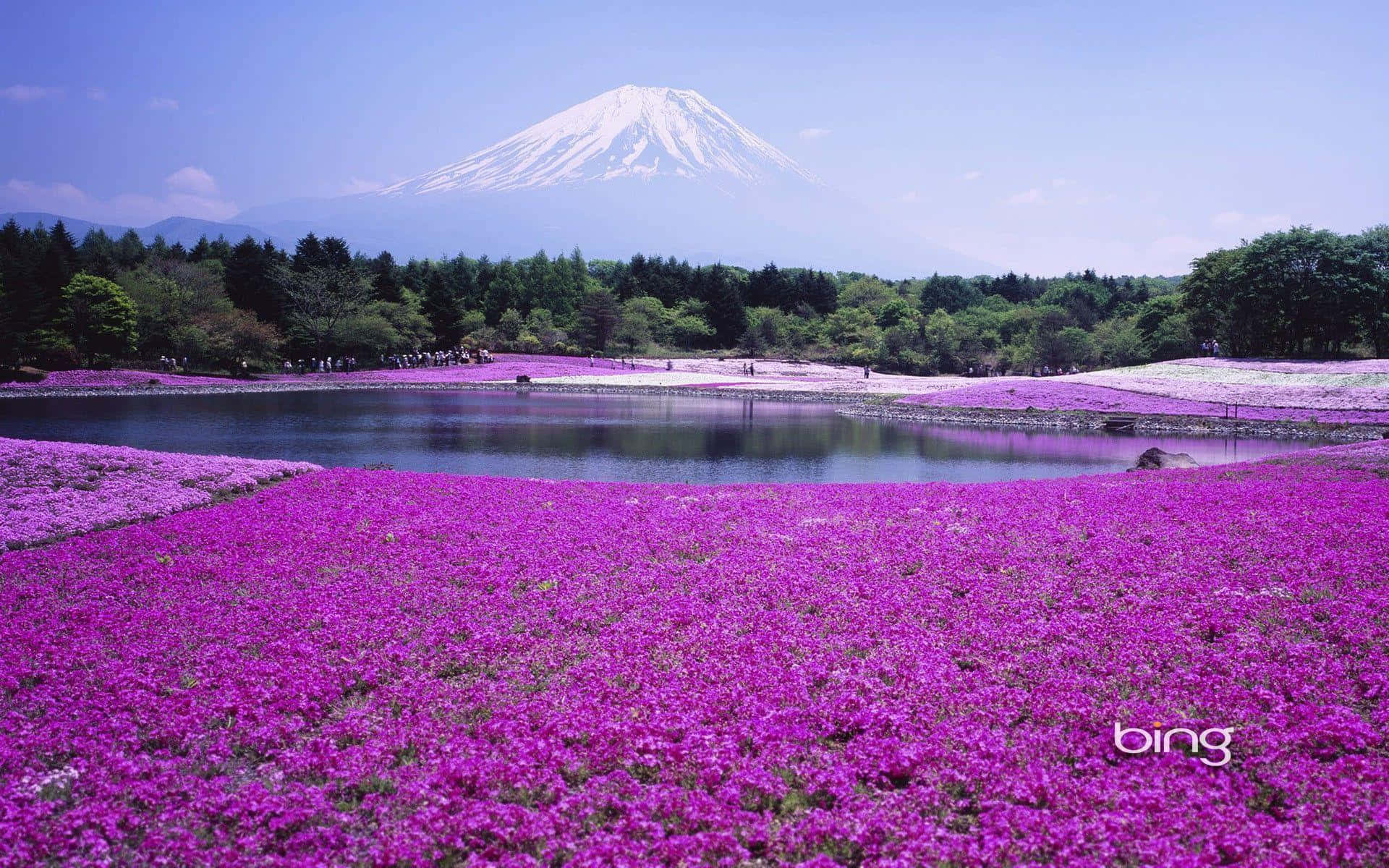 湖邊的紫色花田，背景是富士山