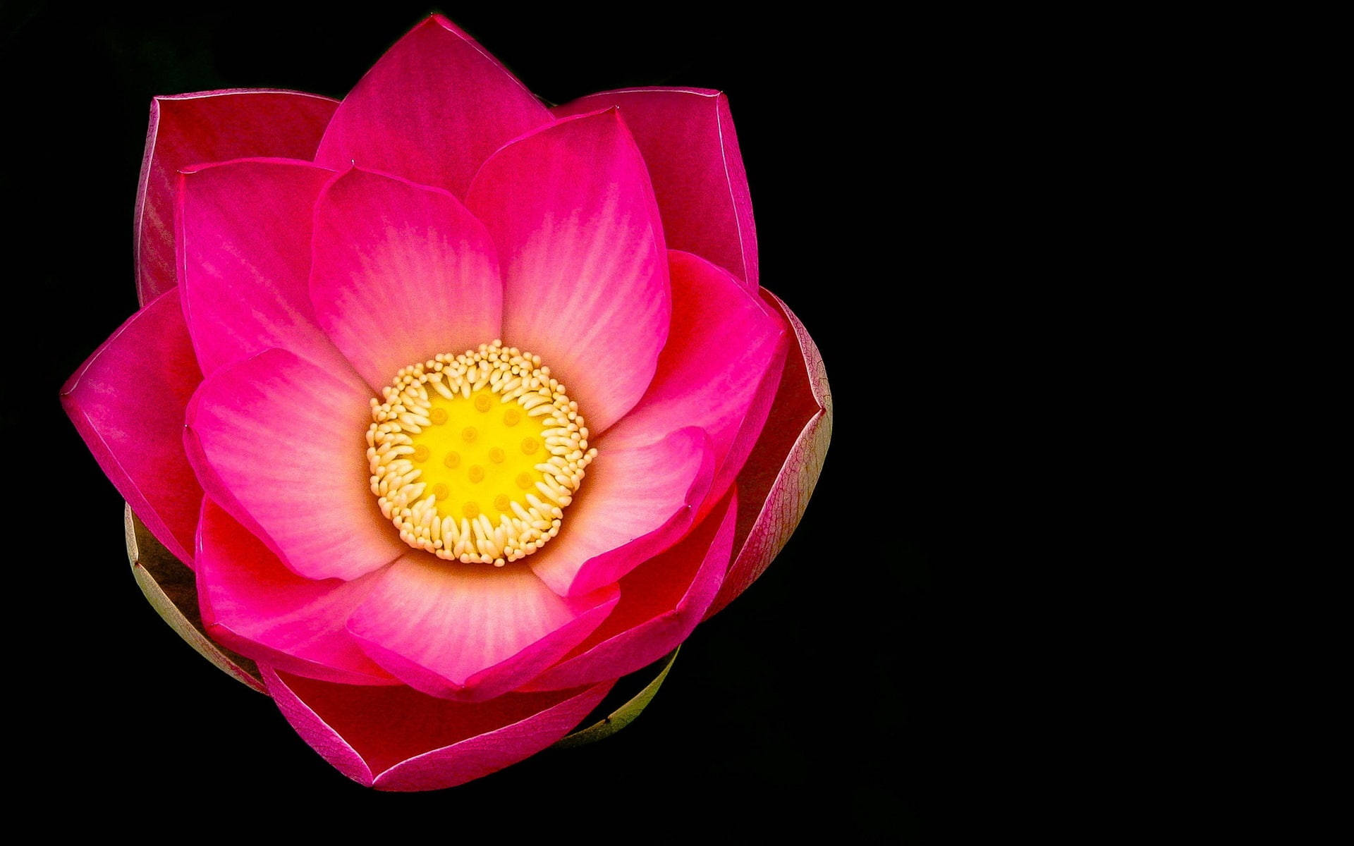 黑粉風格蓮花壁紙