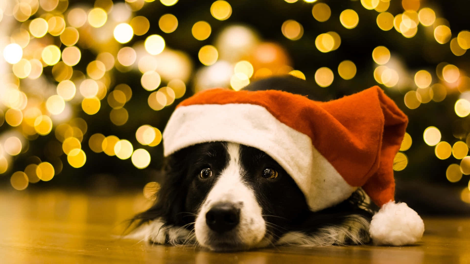  壁紙 — 一隻黑白邊境牧羊犬戴著紅色聖誕帽，躺在木地板上，背後有聖誕樹的金色散景燈光。