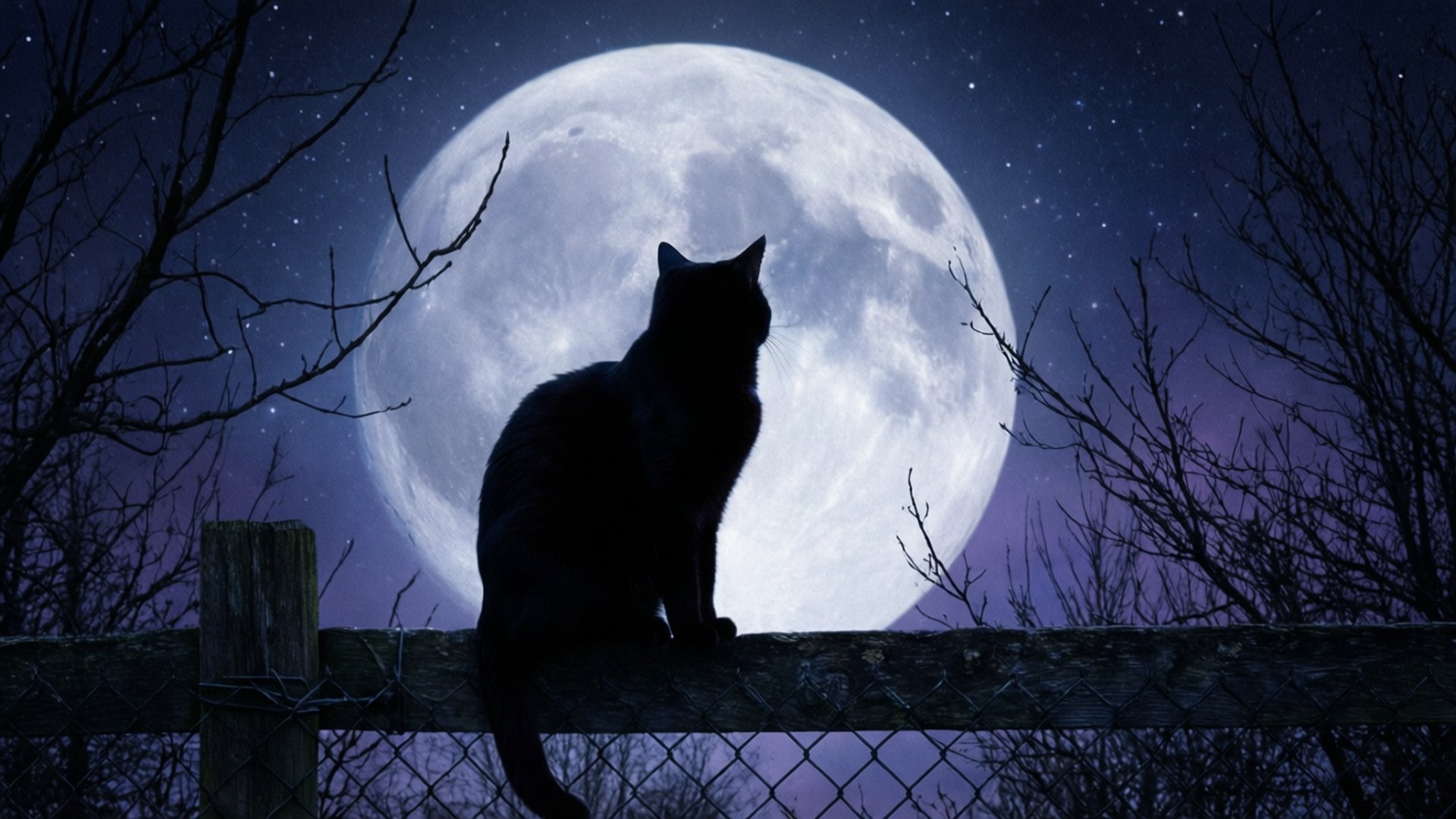 Moonlit Silhouette 壁紙 — 一隻黑貓在巨大發光的月亮映襯下形成剪影，棲息在風化的籬笆上，背景是繁星點點的夜空。