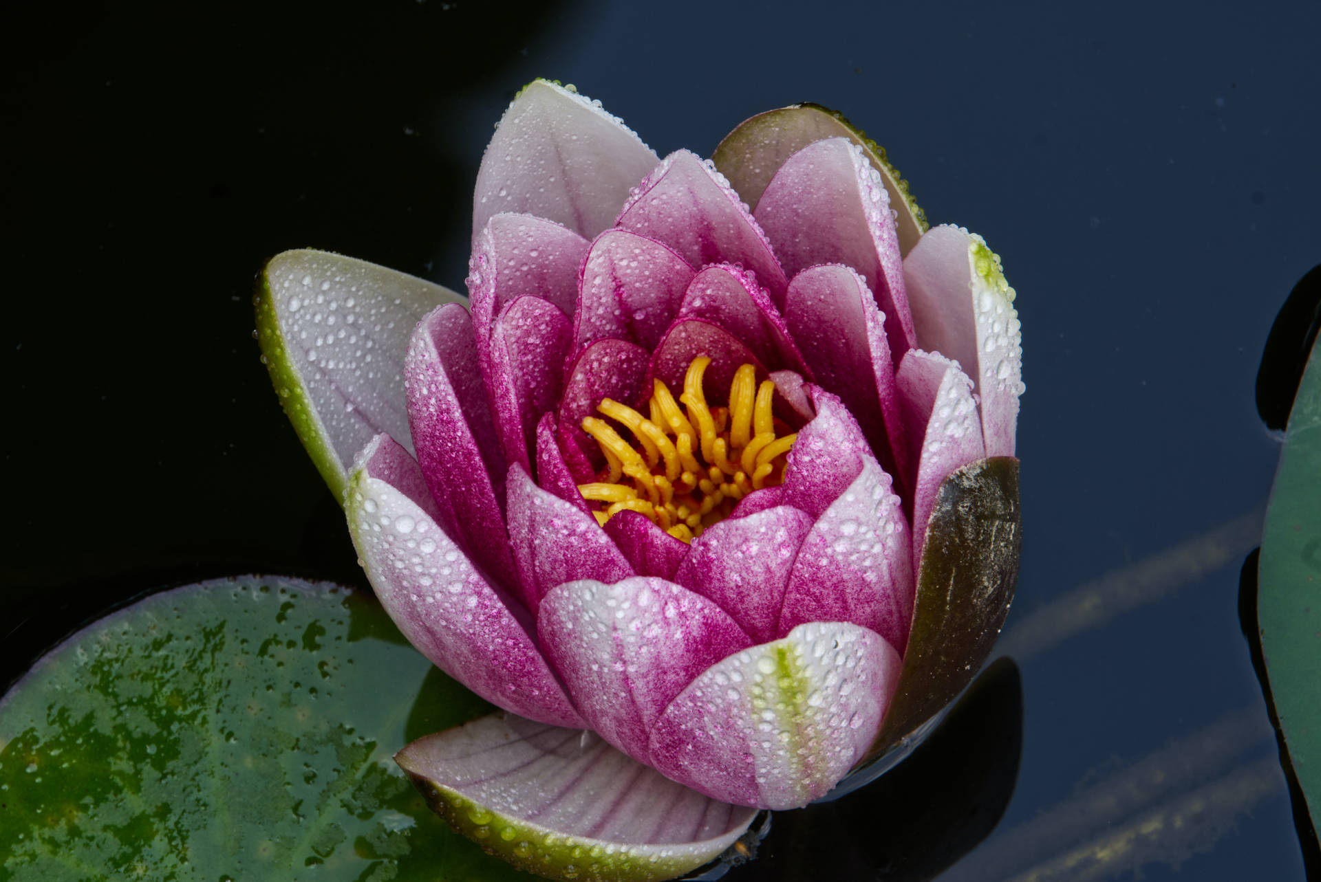 盛開的蓮花壁紙