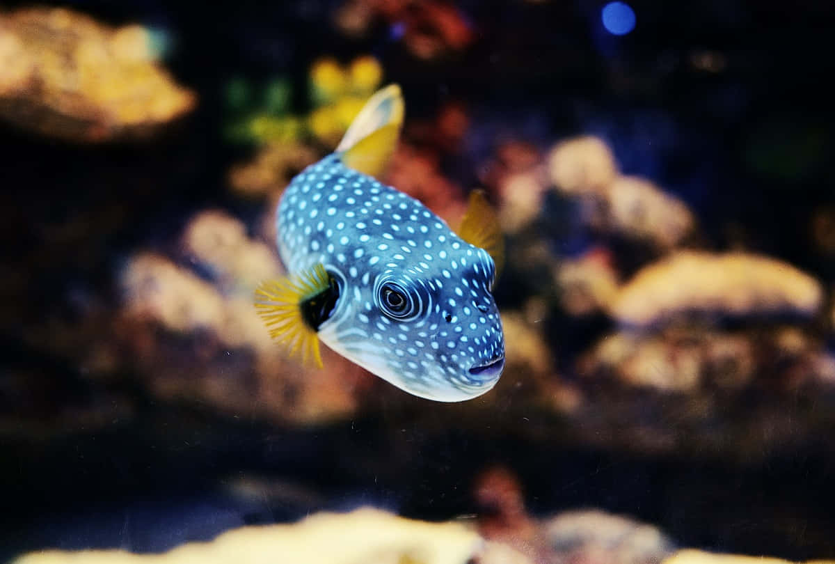  壁紙 — 一條藍點黃鰭河豚喺昏暗嘅水族箱中好奇噉游近珊瑚。