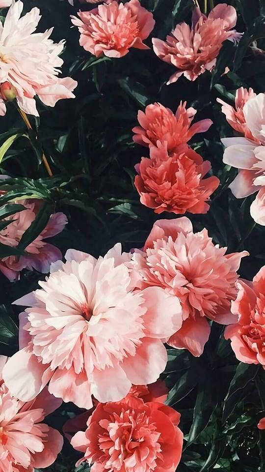 混合花卉的Blumen主題 壁紙 — 一簇茂盛的粉紅和珊瑚色牡丹在柔和自然光下，在深綠色葉叢中盛開。