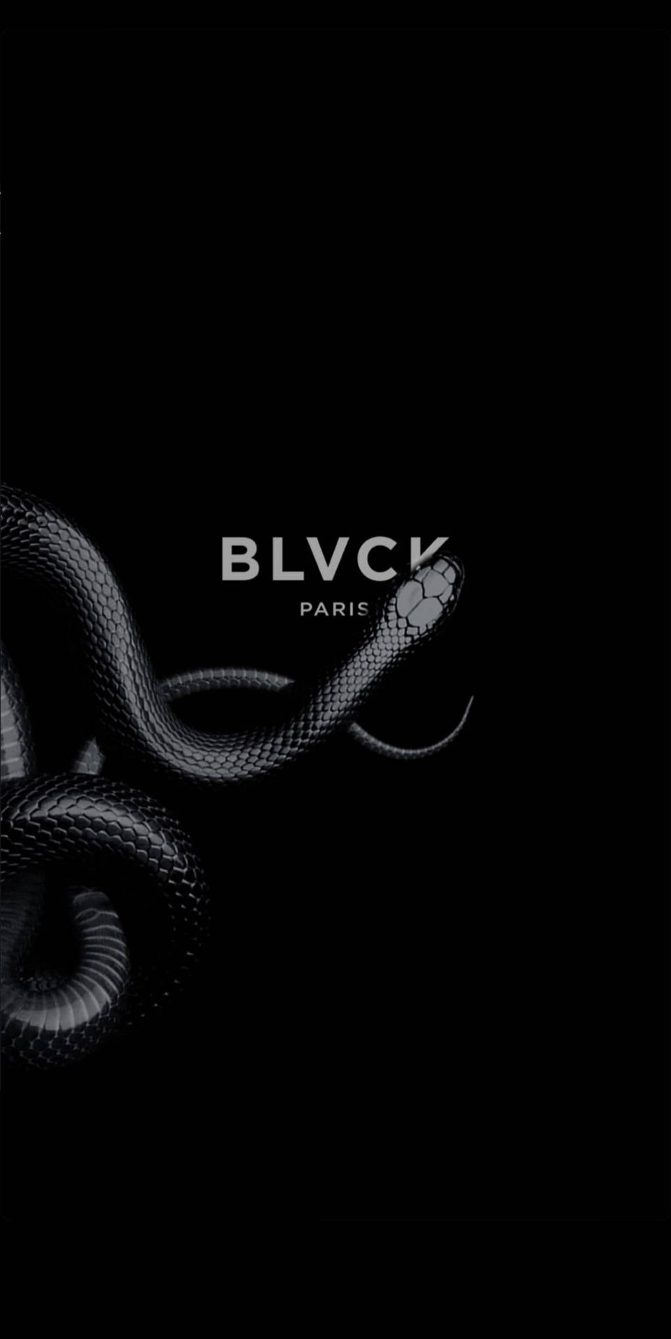黑蛇盤繞，白色 BLVCK PARIS 文字在黑色背景上。