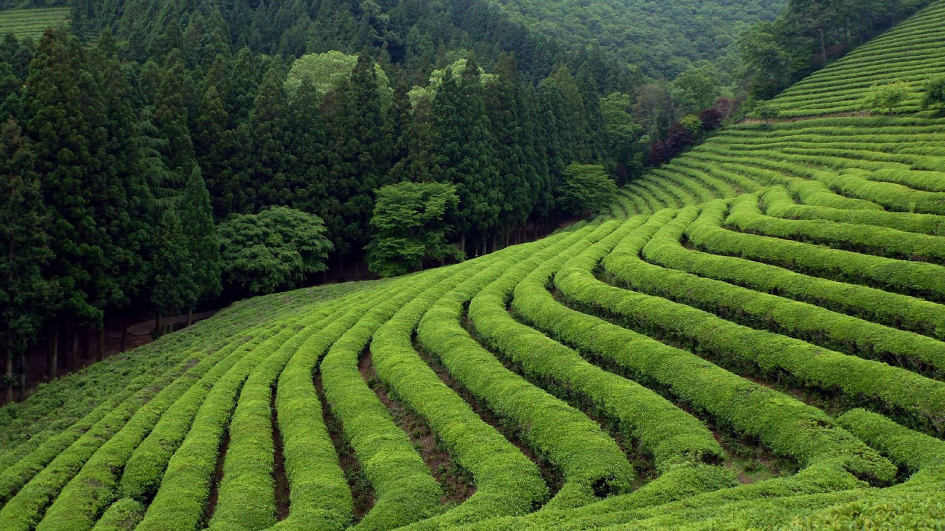 林木茂密的山坡上彎曲的綠茶植物行列。
