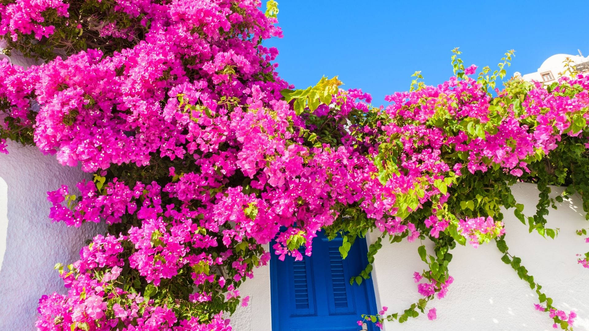 聖托里尼粉紅 Bougainvillea 花海 壁紙 — 鮮豔的粉紅色三角梅在晴朗的藍天下，像瀑布一樣垂落在帶有藍色百葉窗的白色牆壁上。
