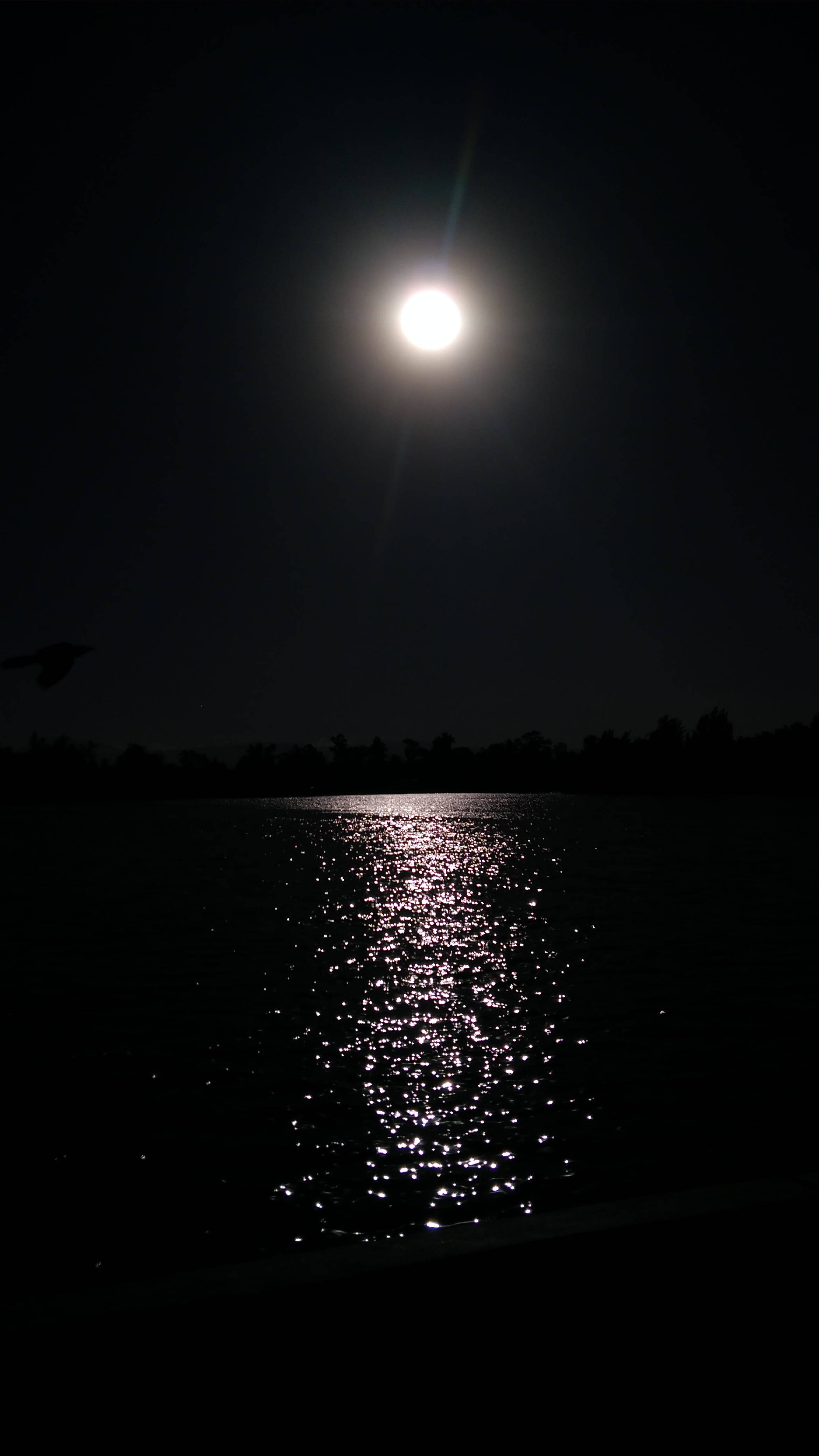 漆黑海面與燦爛日光 壁紙 — 明亮的滿月在無星的夜空下，在黑暗的湖面上投下閃爍的倒影，一隻鳥以剪影飛翔。