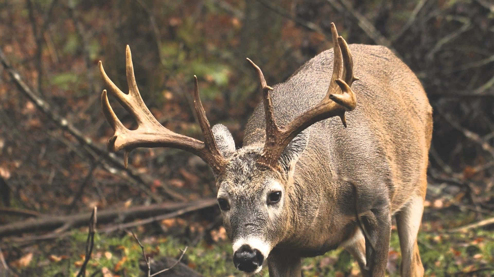 Buck 准備就緒 壁紙 — 一隻擁有巨大鹿角的雄偉雄鹿在落葉和光禿樹枝的森林中警覺地站立。