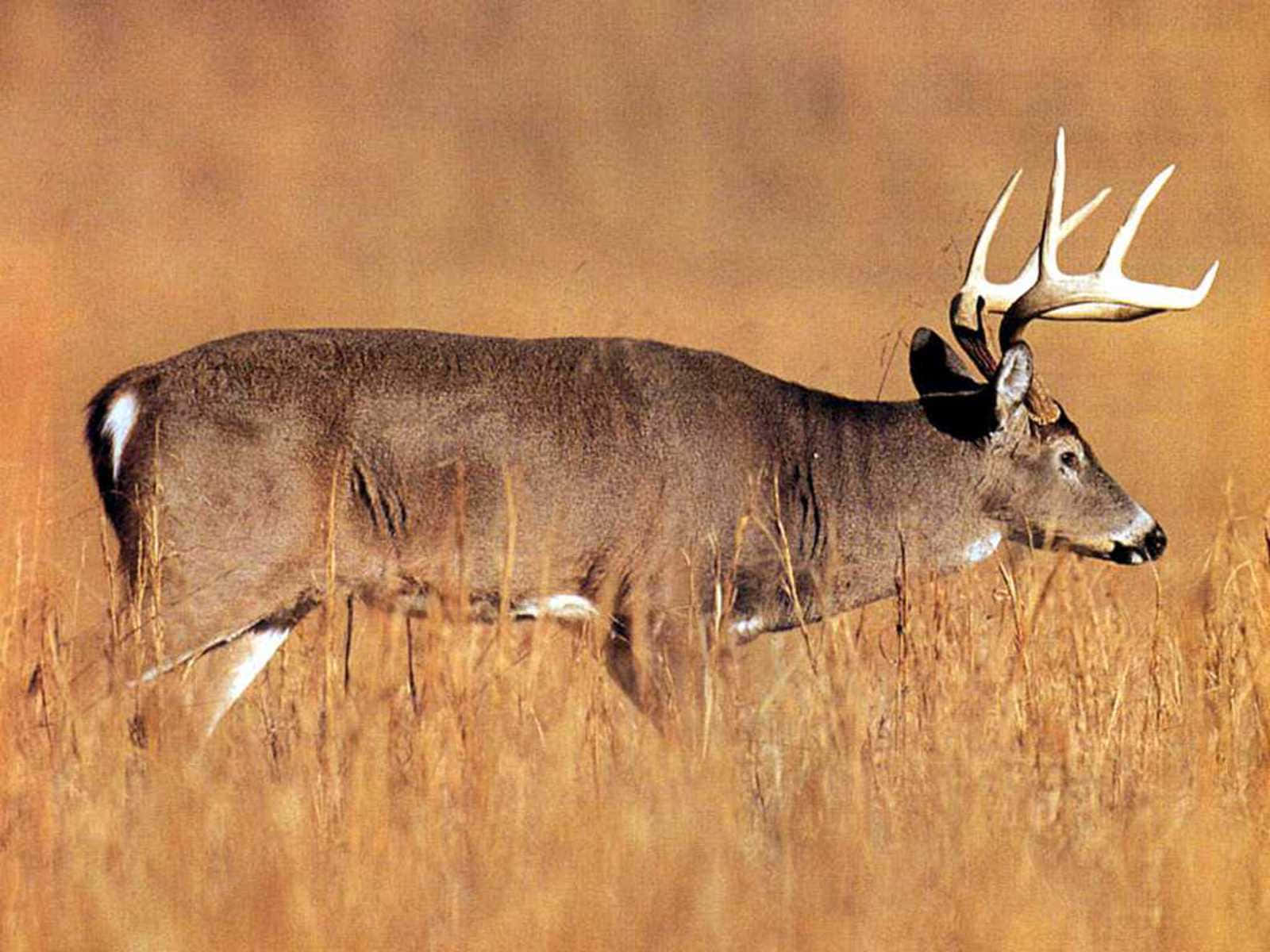 「Buck：力量與勇氣的象徵」 壁紙 — 一頭雄偉的白尾鹿，長著巨大的鹿角，在溫暖的陽光下警覺地站在高高的金色草叢中。