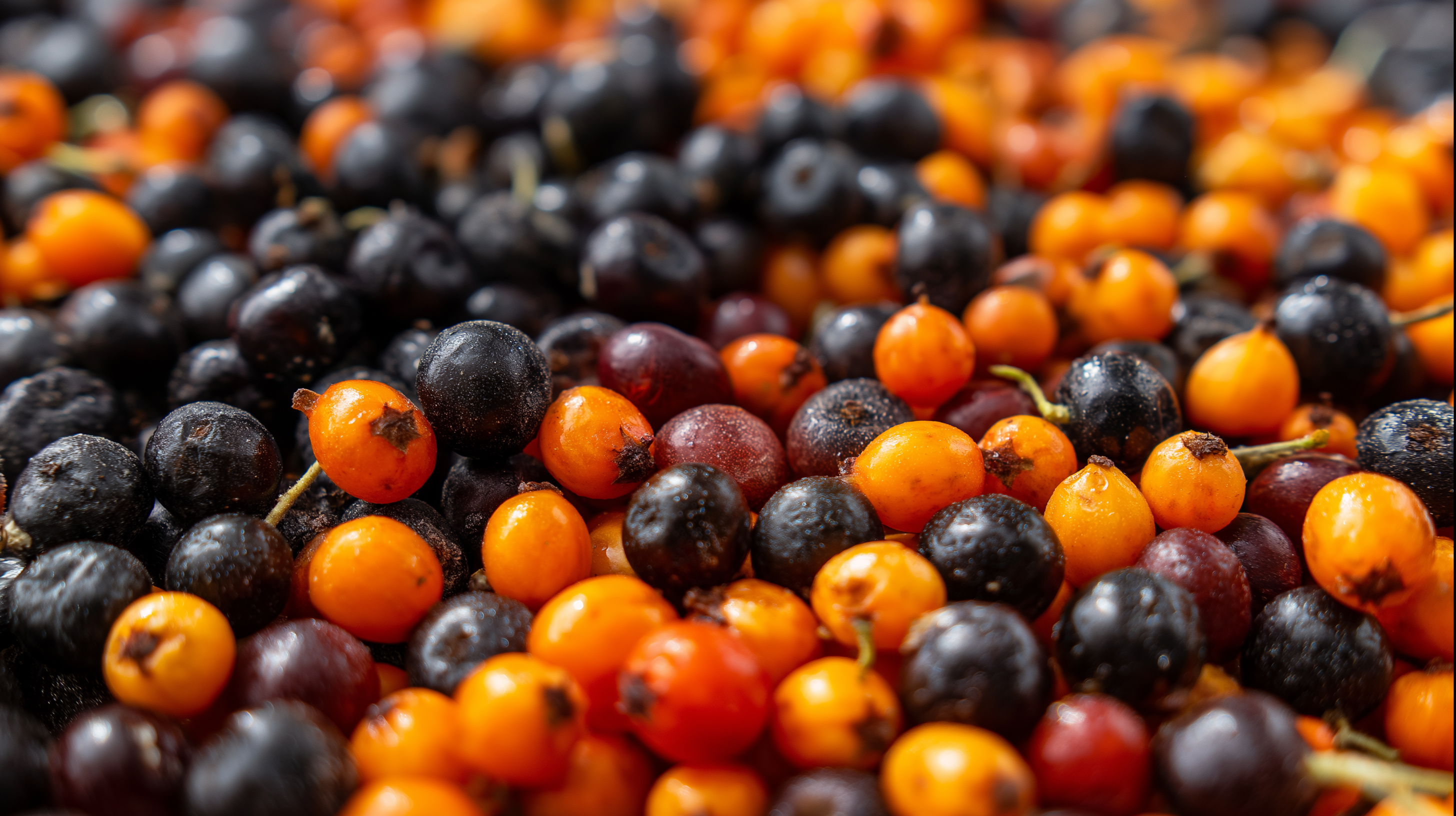 混合漿果：醋栗與海 buckthorn 壁紙 — 充滿活力的特寫，黑色亮面和亮橙色沙棘果實密集散佈，帶有小莖。