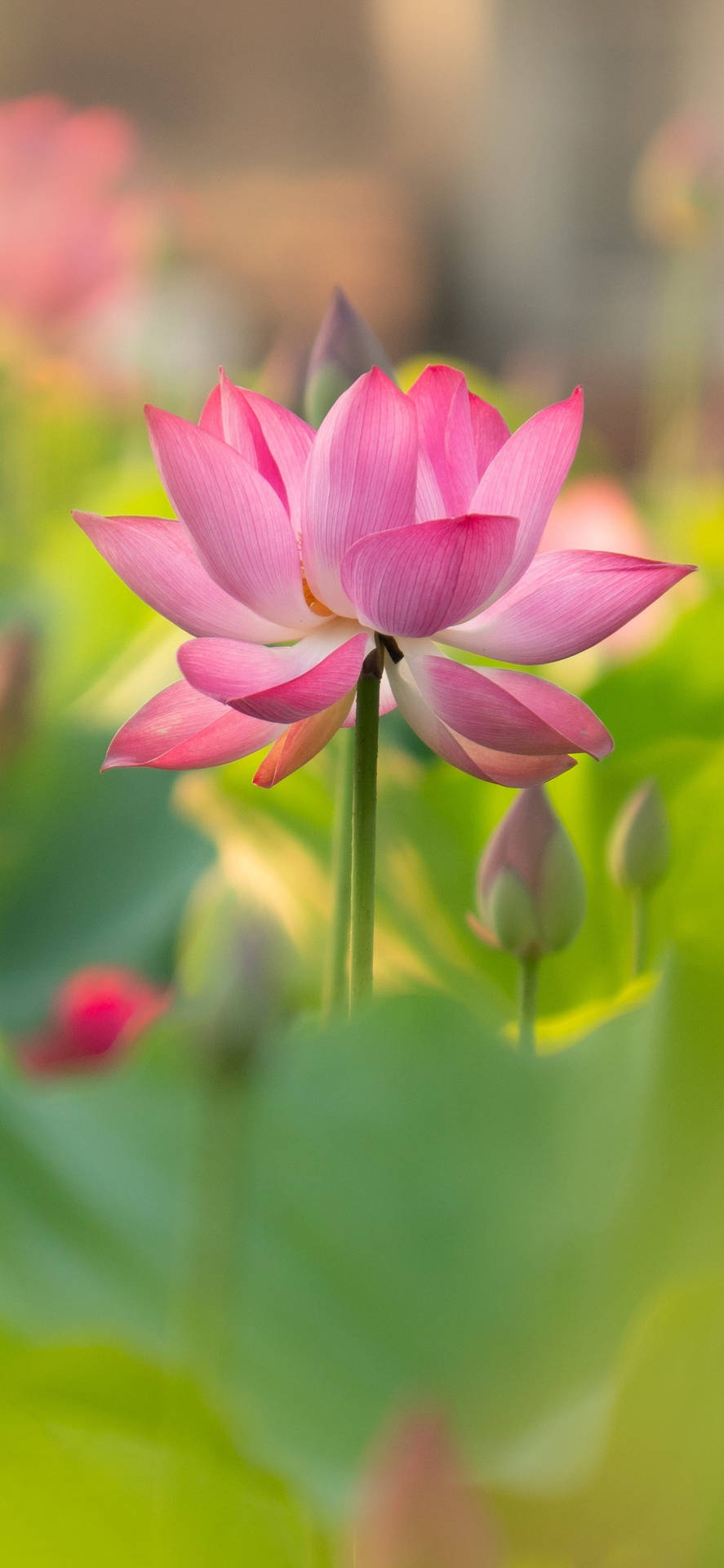 蓮花初綻