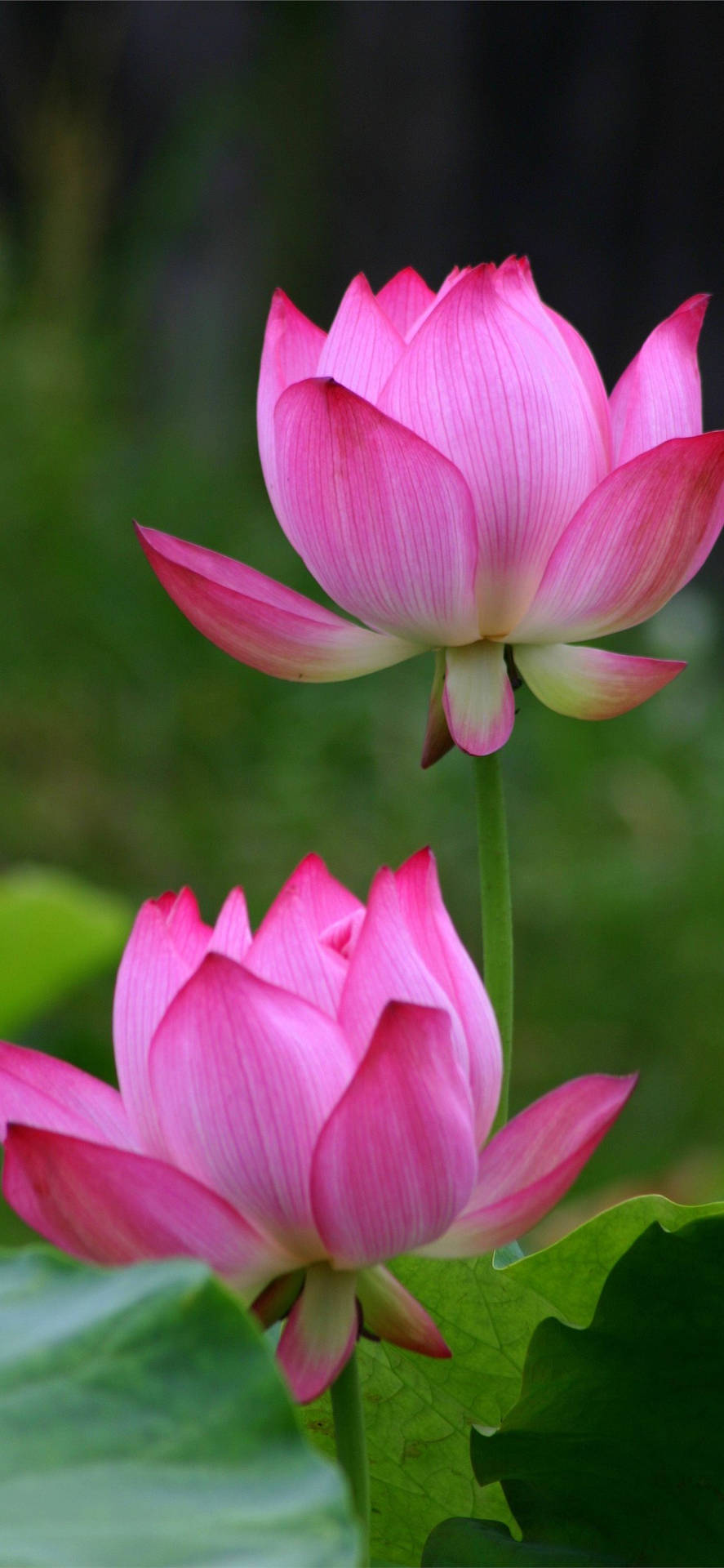 含苞蓮花美學