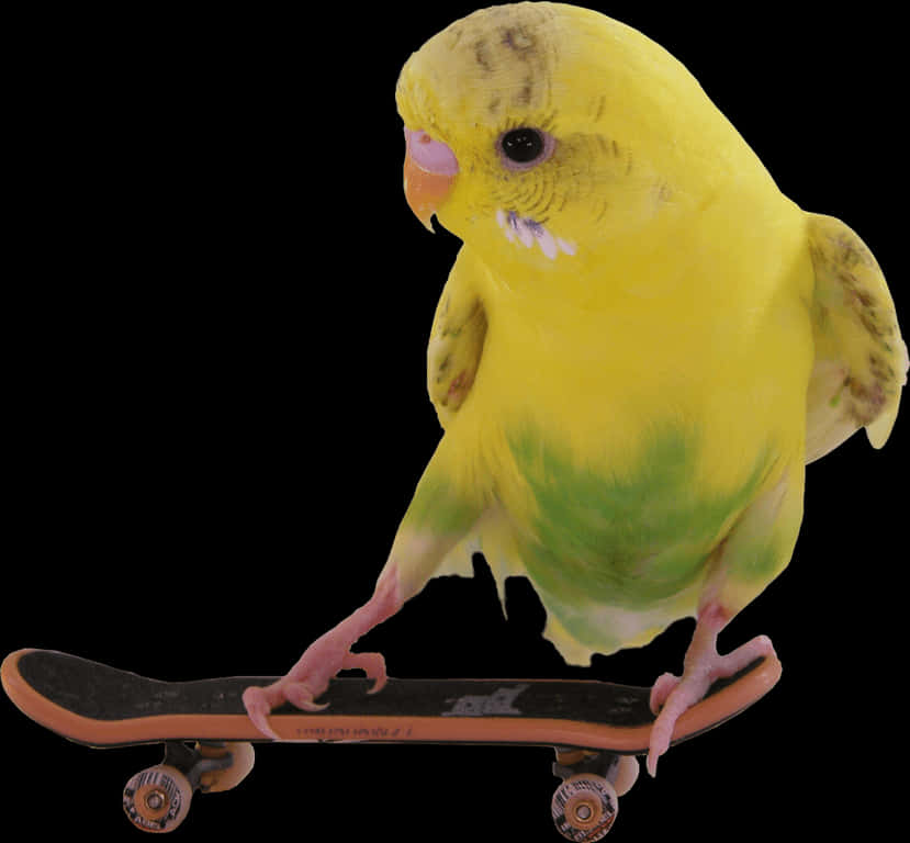 Budgie 滑板技巧 壁紙