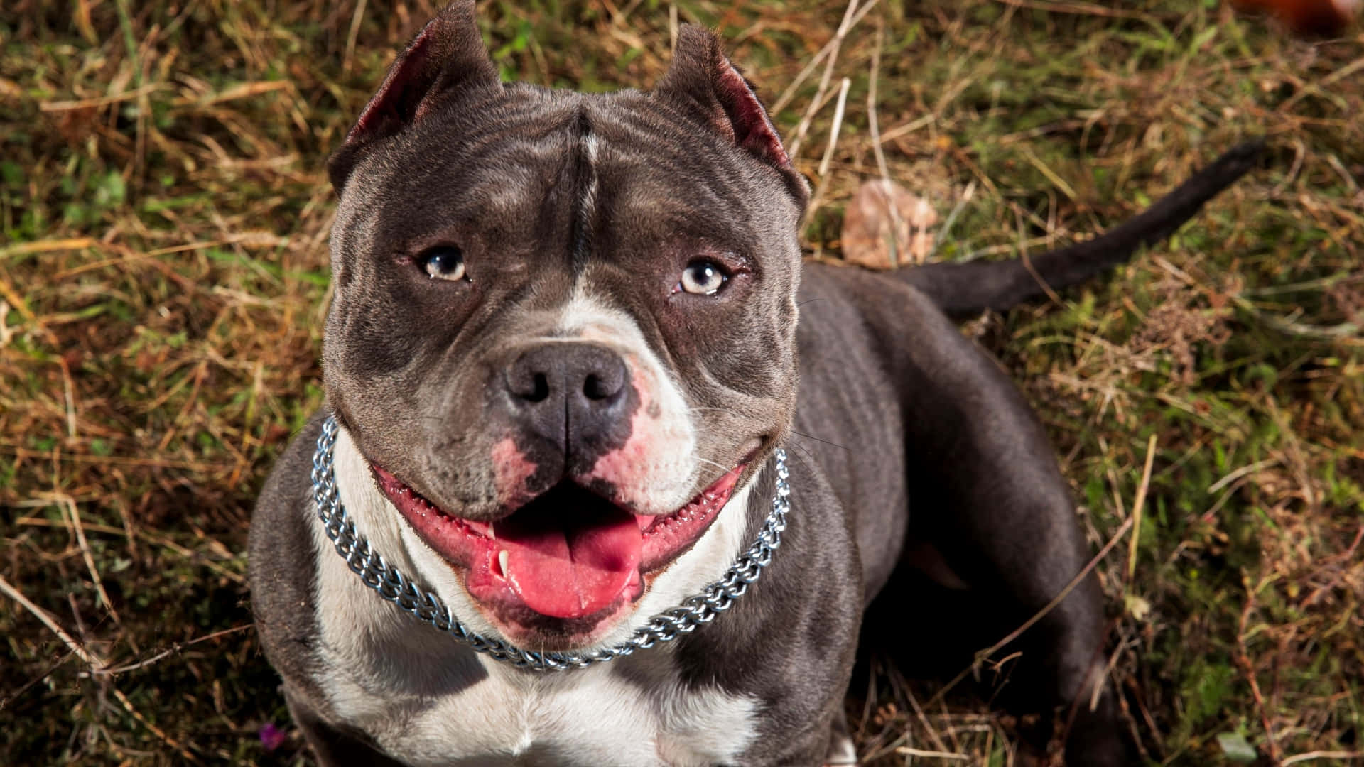 Bully Dog的內心 壁紙 — 一隻灰白色的比特犬，有著明亮的眼睛和鏈條項圈，在溫暖陽光下的乾草中警覺地坐著。