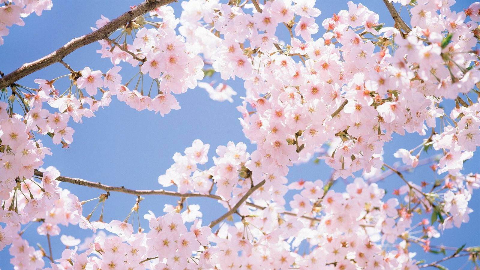 櫻花花束壁紙
