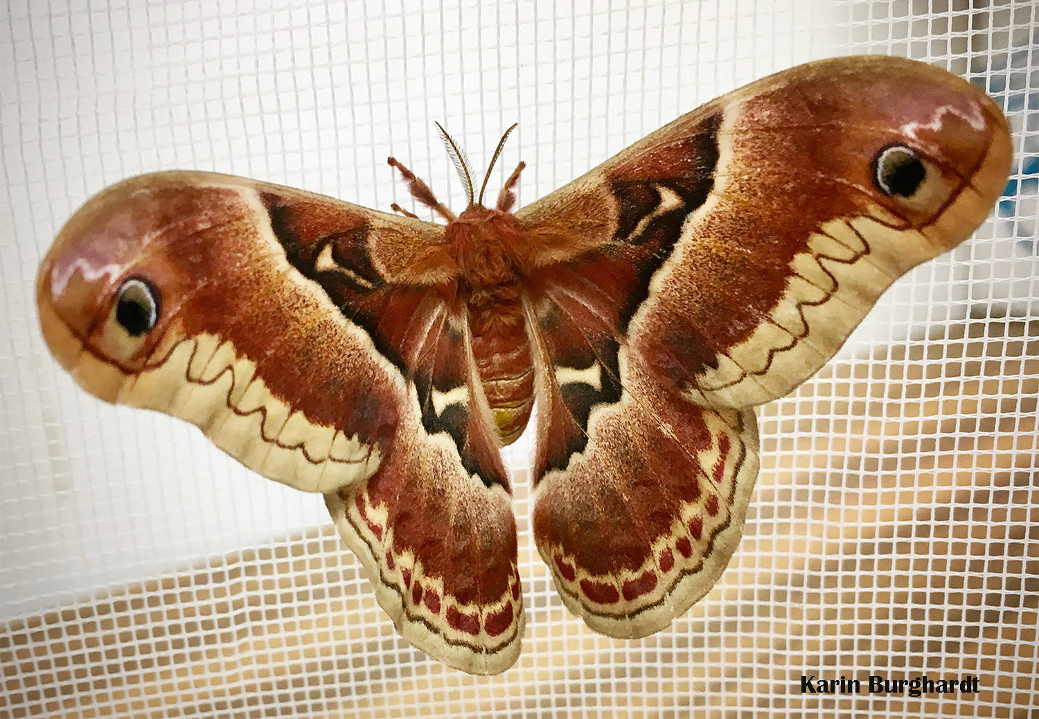 Callosamia Promethea 絲織蛾 夏季昆蟲 壁紙 — 一隻大型啡色和奶油色、帶有眼斑的蛾，停在白色網格屏幕上，翅膀張開。