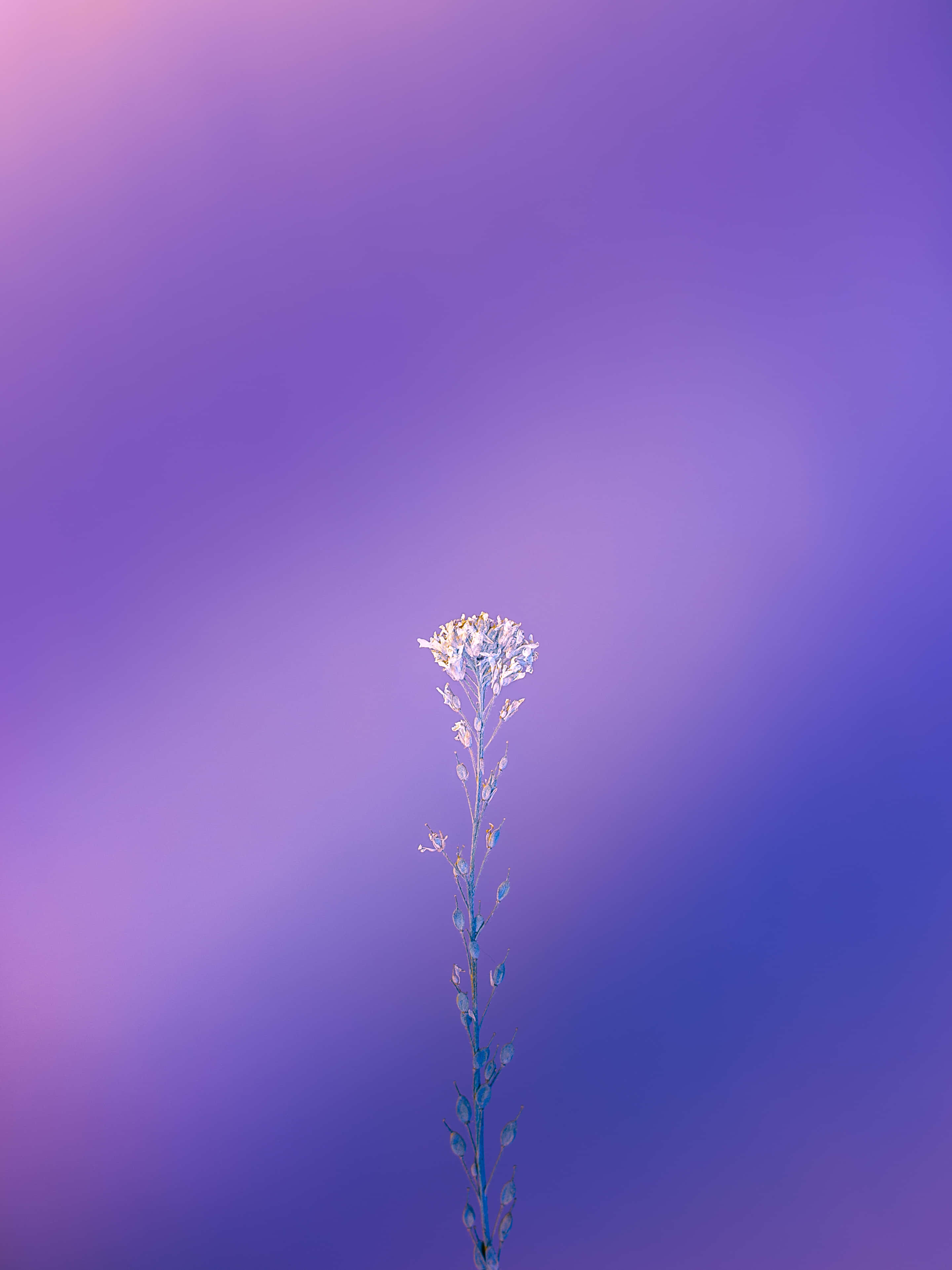 Camelina Sativa植物與美麗紫色背景 壁紙 — 一朵纖細的白花高高聳立在柔和的紫藍色漸變天空前。