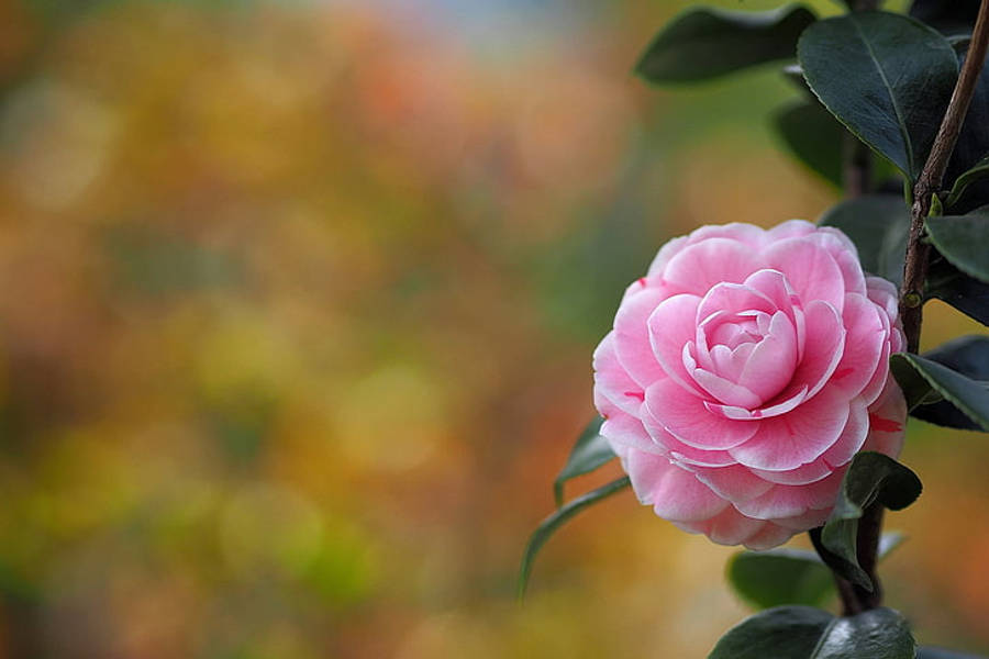 盛放的山茶花（Camellia Sasanqua） 壁紙 — 一朵精緻的粉紅色山茶花在柔和模糊的秋日背景下鮮豔綻放。