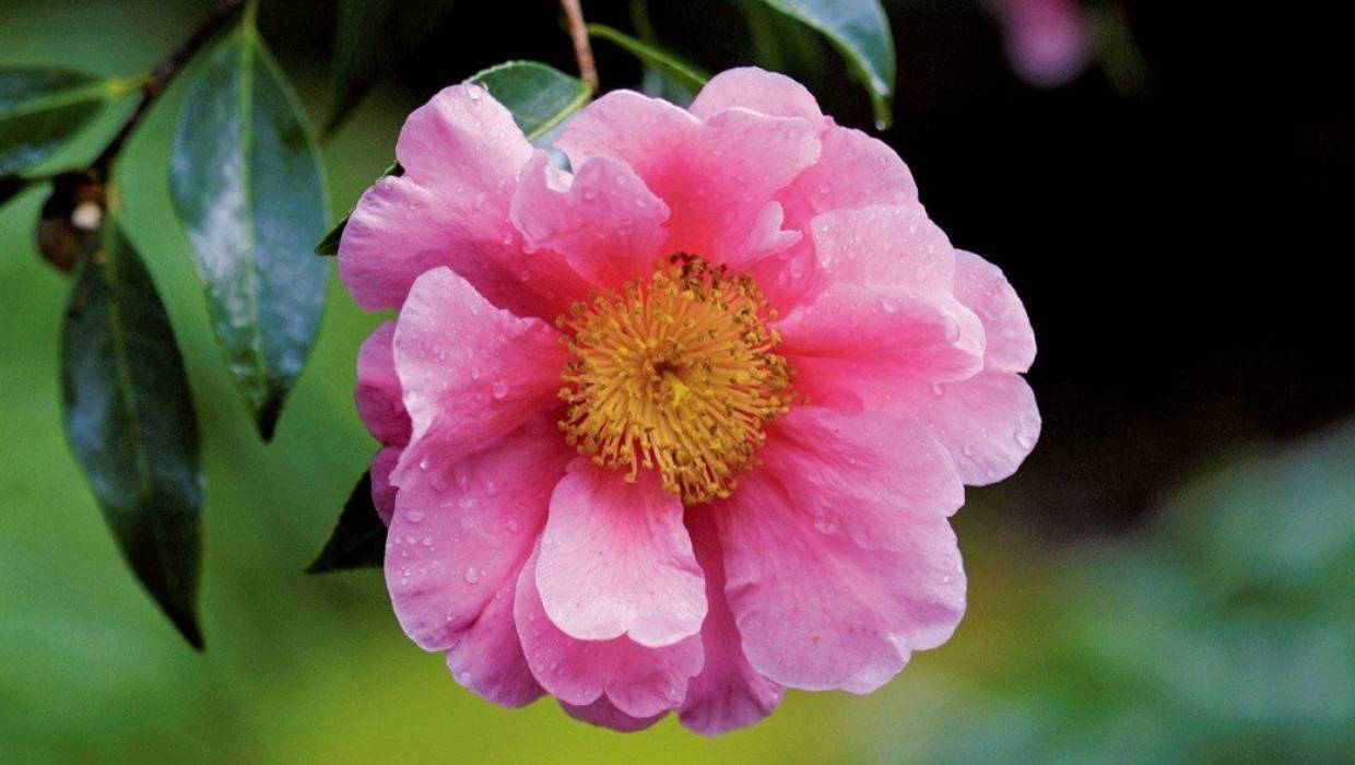 絢麗粉紅山茶花（Camellia Sasanqua） 壁紙 — 一朵鮮粉紅色的山茶花帶有露珠，在柔和的綠色模糊背景上閃閃發光。