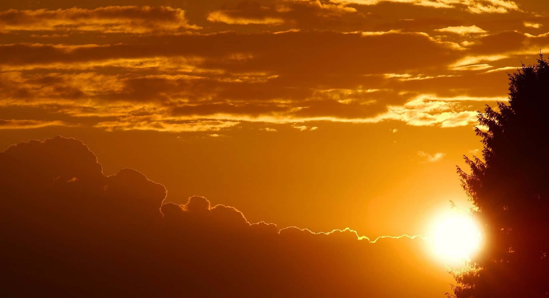 橙色天空與樹木剪影的夕陽