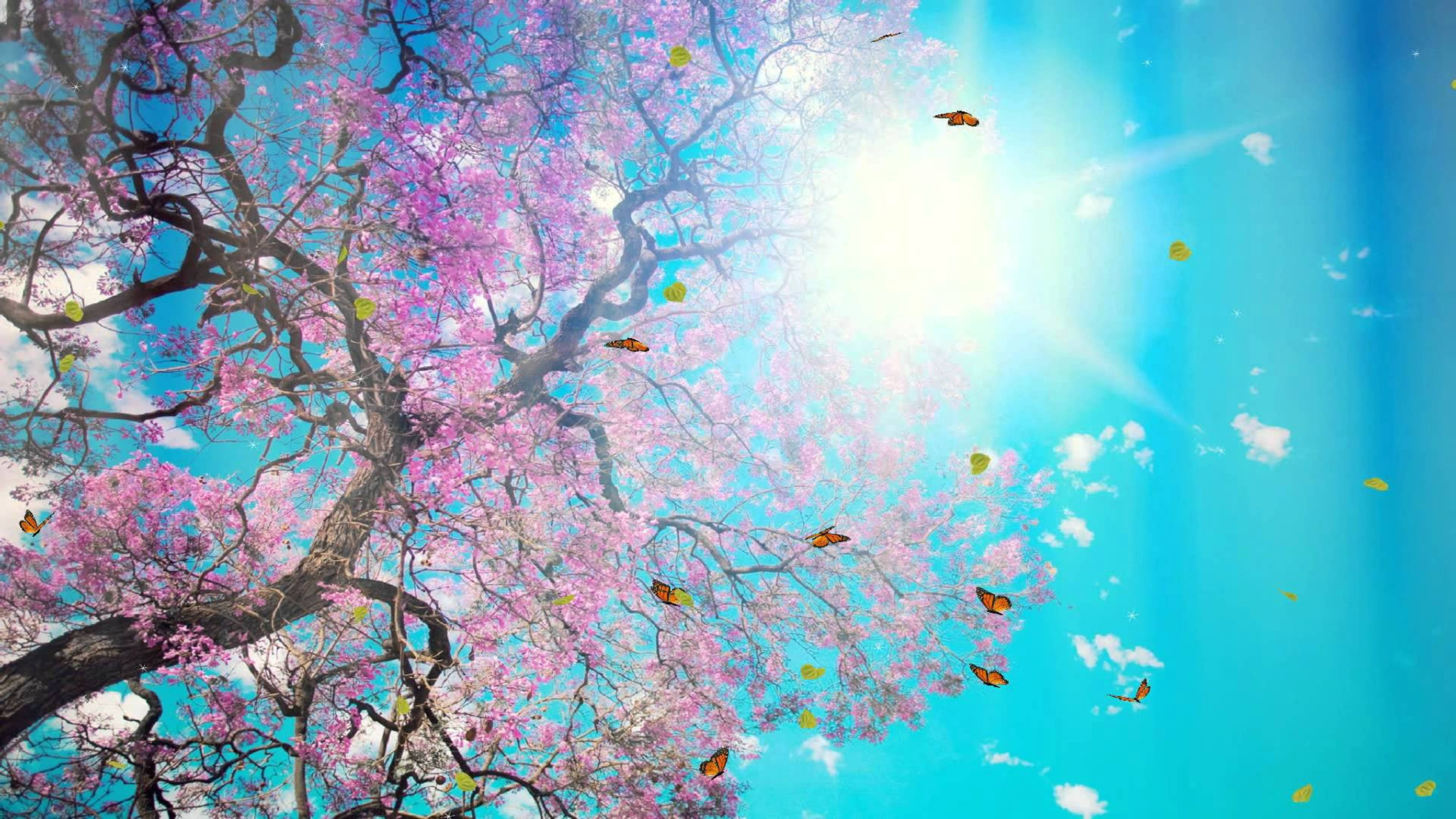 Canva 櫻花陽光 壁紙 — 一棵充滿活力的櫻花樹，粉紅色的花朵和翩翩起舞的蝴蝶沐浴在明亮的陽光下，映襯著清澈的藍天。