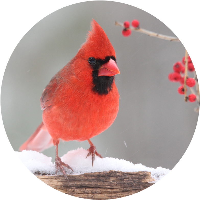紅 cardinal 雪景 壁紙