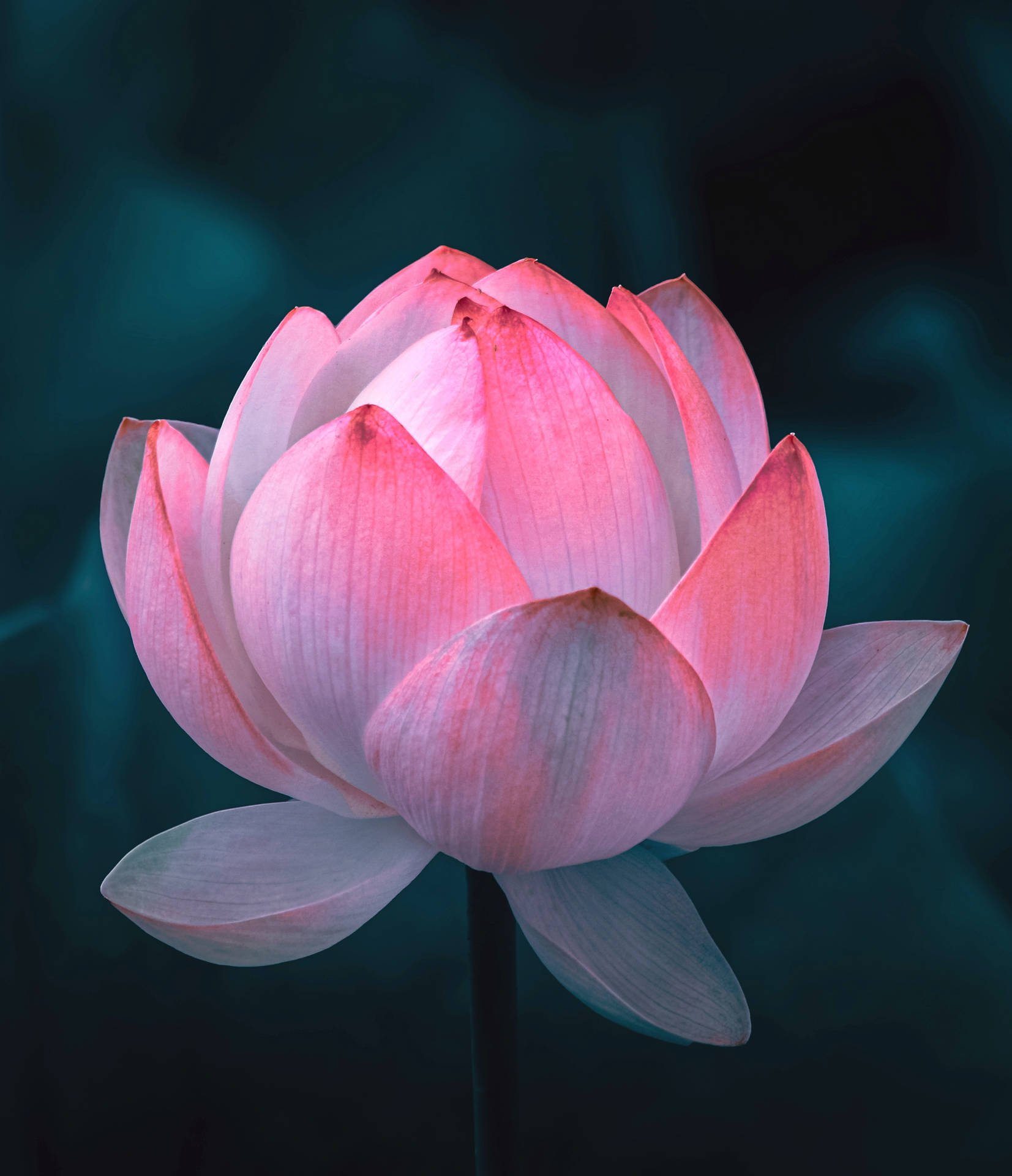 卡羅來納皇后蓮花壁紙