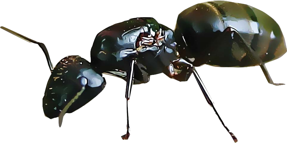 carpenter ant 的特寫 壁紙 — 一隻有光澤的黑色螞蟻，具有詳細的分節身體和觸角，在透明背景上以銳利的特寫顯示。