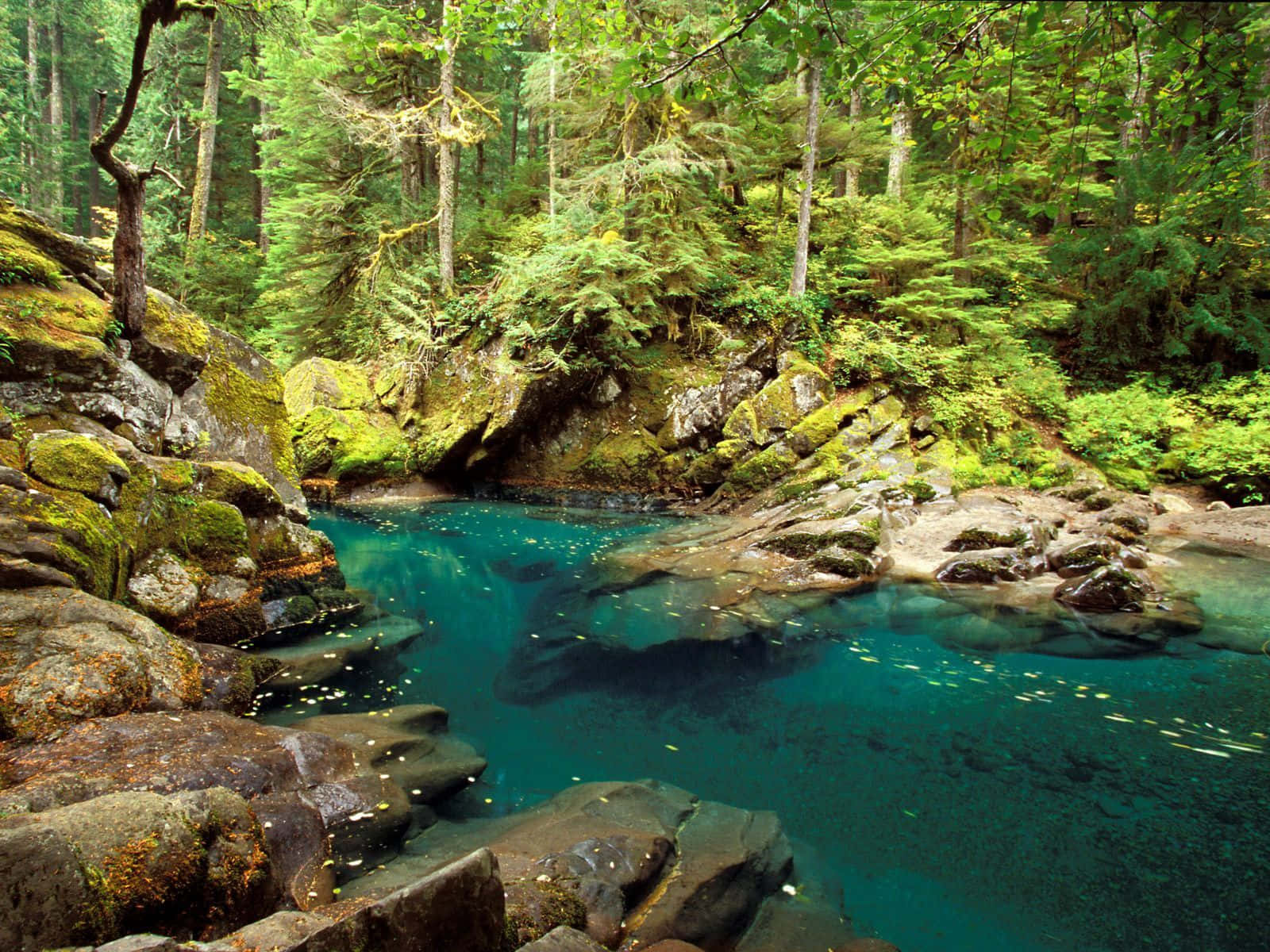 Cascade Creek 在繁茂森林中蜿蜒流動的美景 壁紙 — 在明亮的日光下，一個寧靜的藍綠色水池隱藏在長滿苔蘚的岩石和茂密的綠色森林之間。