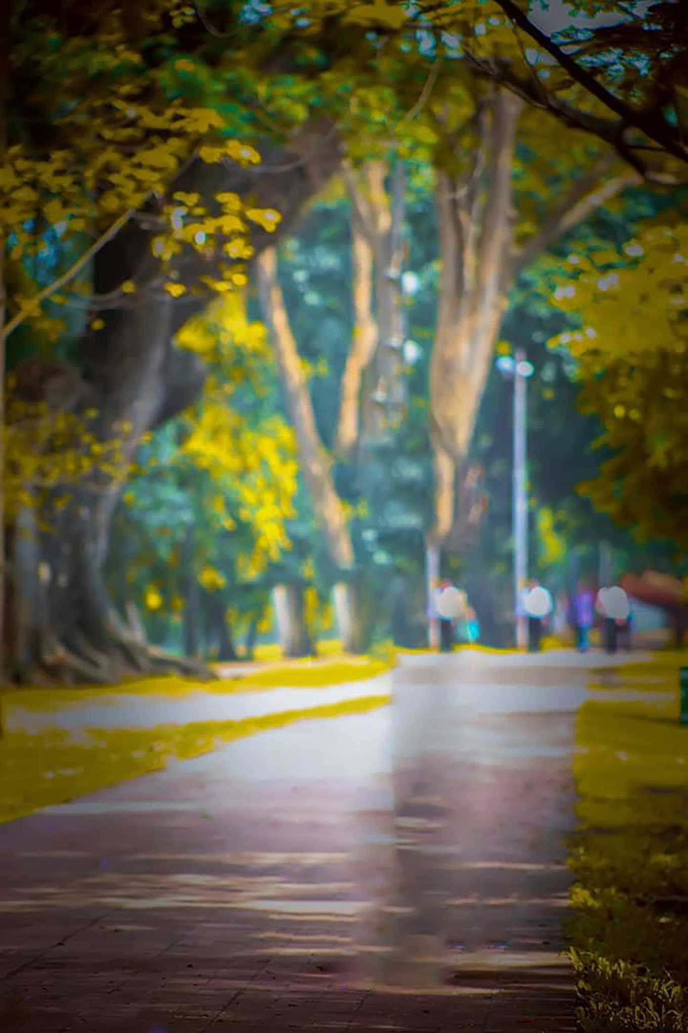 炫麗抽象漸層 CB 背景 壁紙 — 一條陽光明媚、樹木成蔭的小路閃爍著雨滴，模糊的人影漫步遠去。